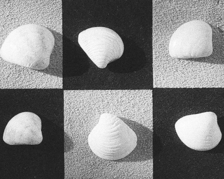 Six seashells arranged in a grid, with three in the top row and three in the bottom row. The shells are photographed from different angles, highlighting their textures and shapes, with some on light backgrounds and others on dark backgrounds.