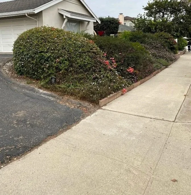 A landscaped front yard with bushes and flowers next to a sidewalk and driveway in a residential neighborhood.