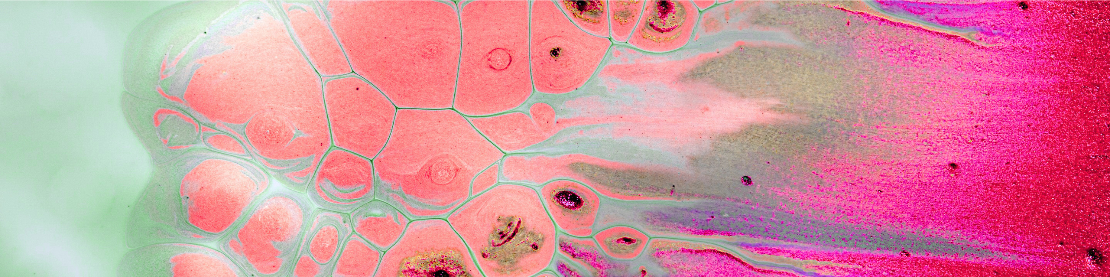Close-up of a microscopic view of cells in pink, green, and purple hues.
