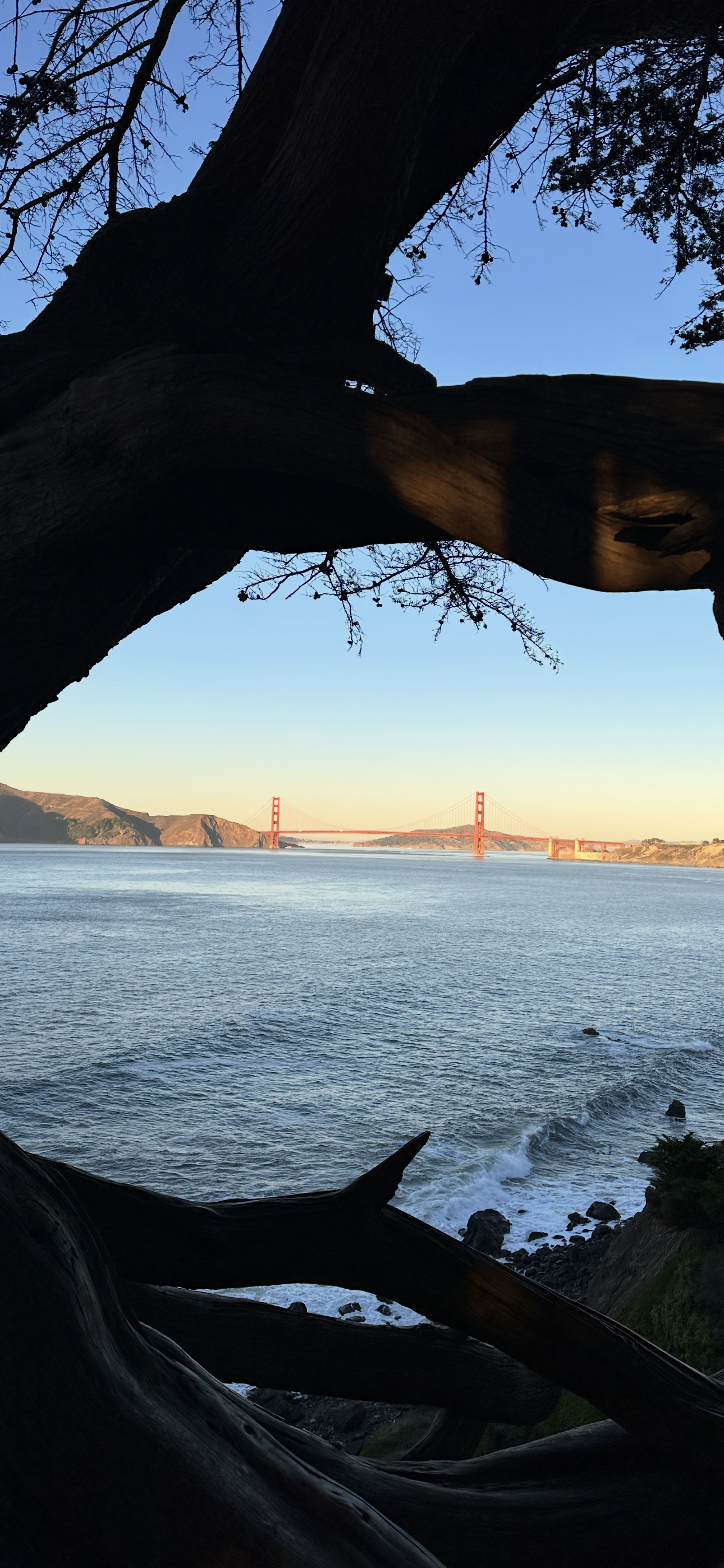 View of the Golden Gate Bridge in San Francisco seen through the branches of a large tree, with the water below and hills in the background during sunset.