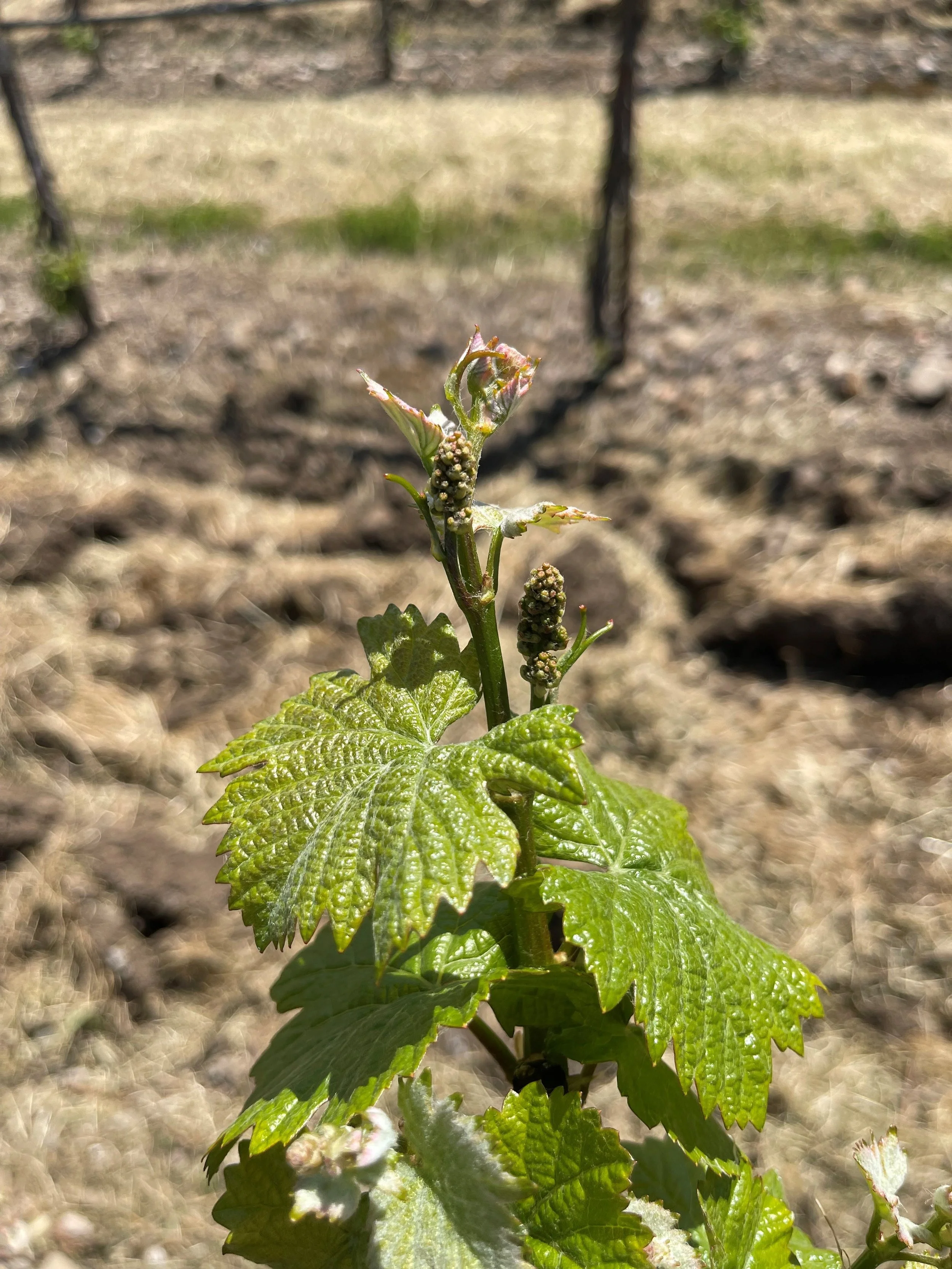 Oxlee Graham Pinot Noir Vine experiencing Spring Bloom