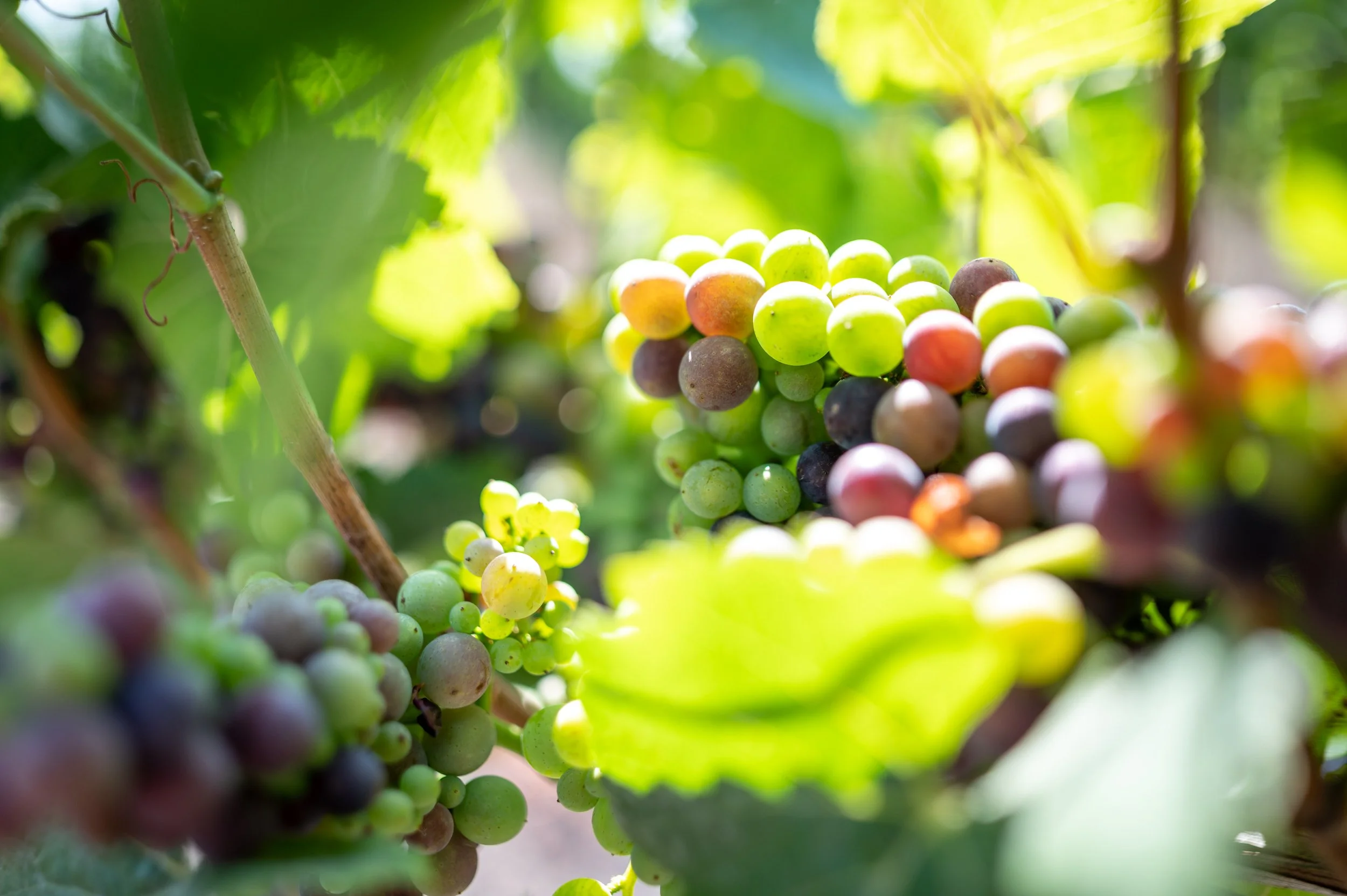 The Oxlee Graham Wines Fall 2023 Newsletter