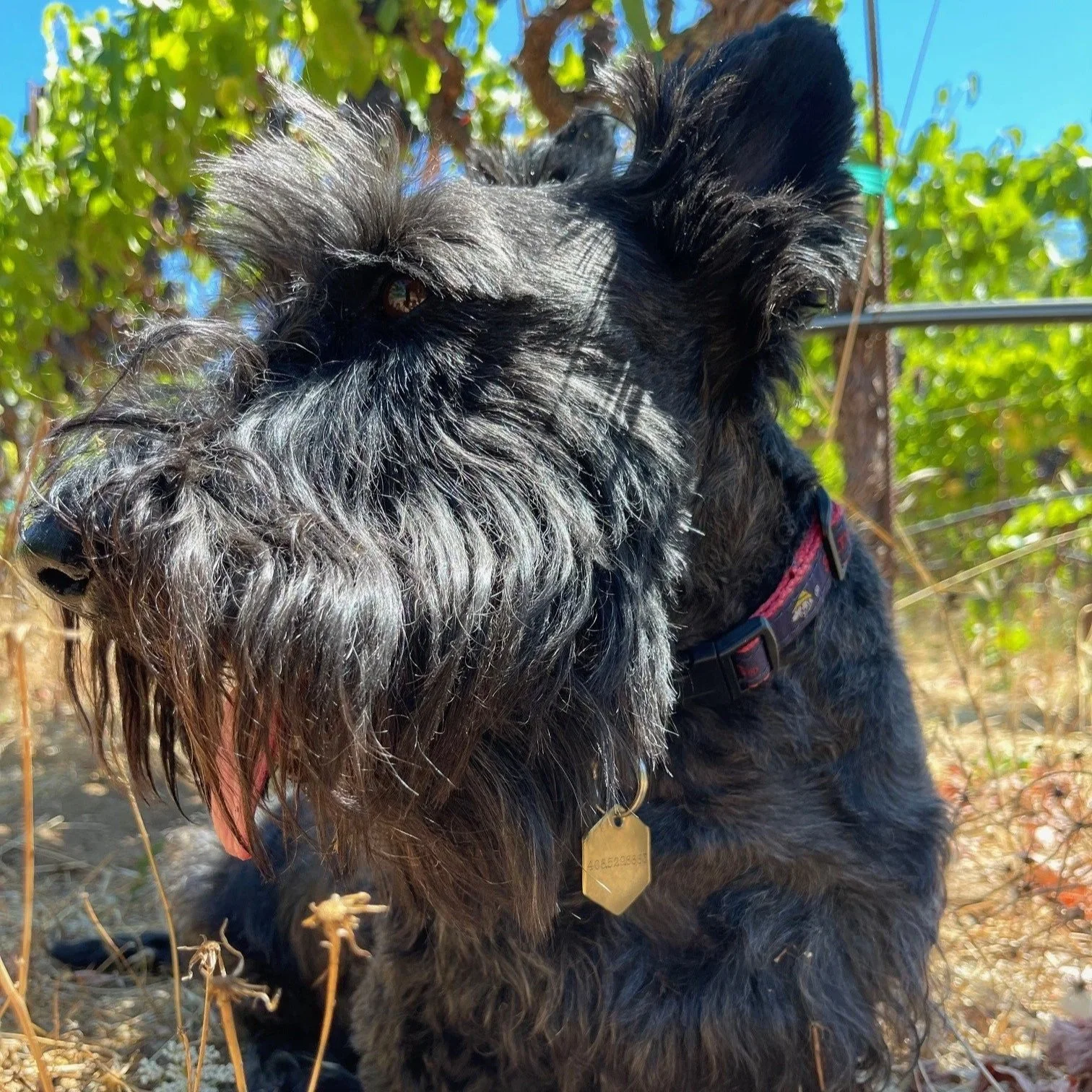 Oxley at Tanuda Ridge Vineyard