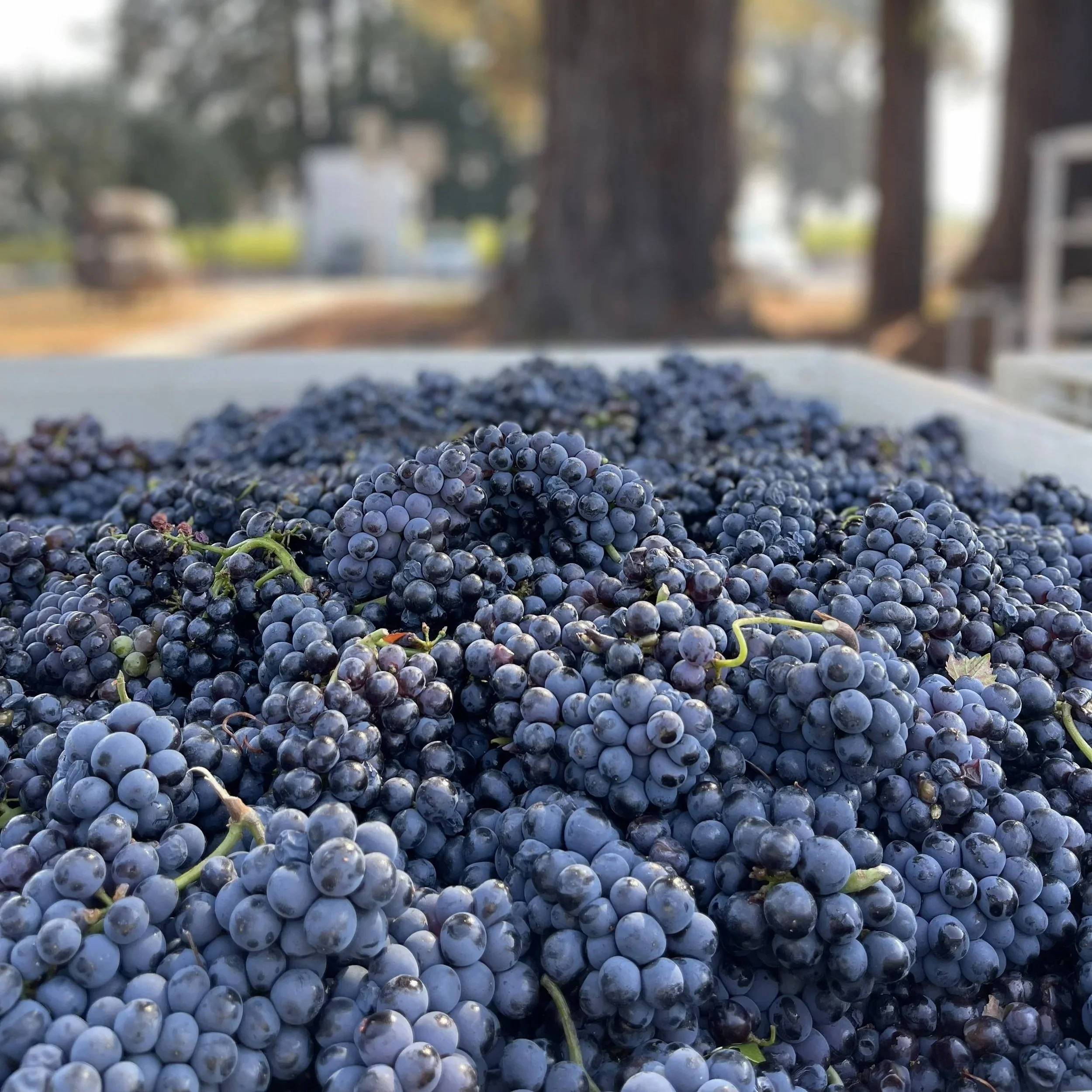Gap's View Pinot Noir on the crush pad