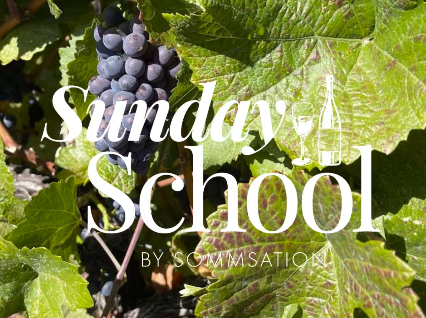 Sommsation's Sunday School with Oxlee Graham Wines