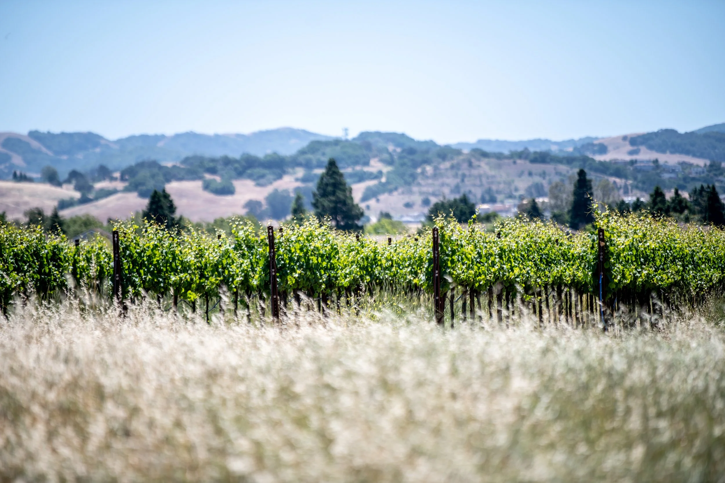 Oxlee Graham Pinot Noir at Gap's View Vineyard in the Petaluma Gap
