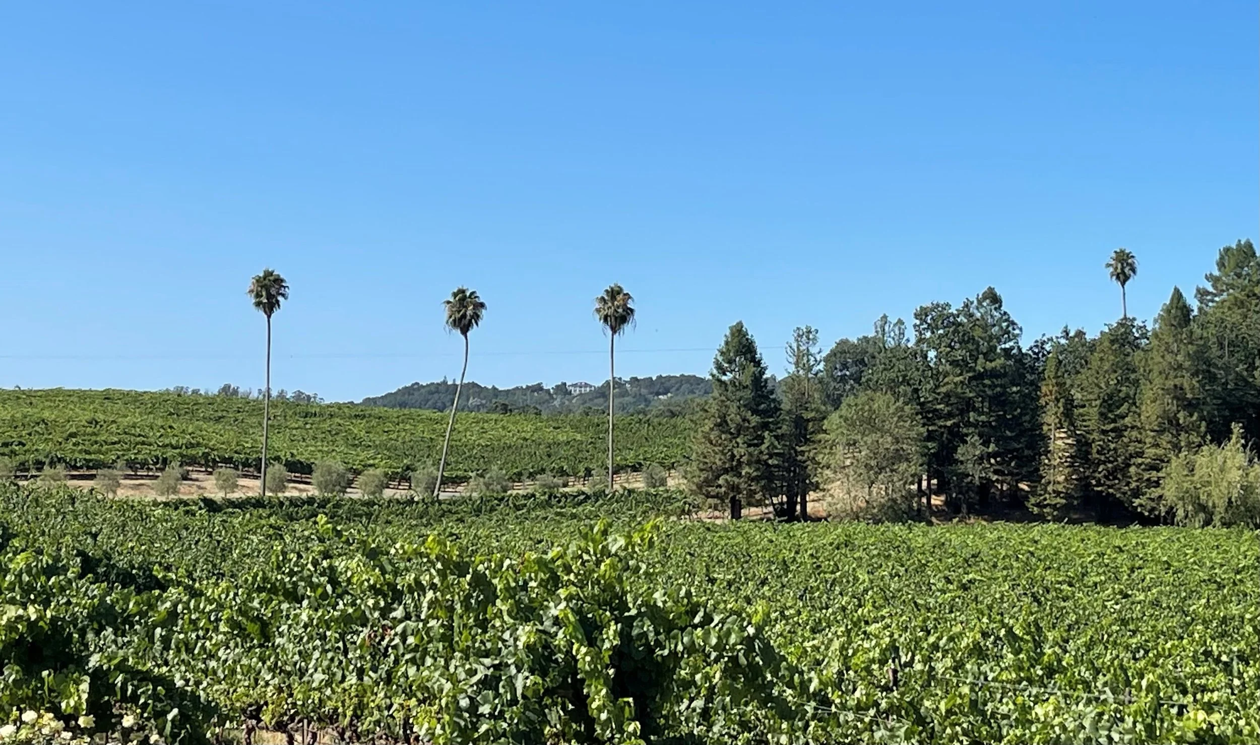 The Old Vine Lane Vineyard, home to our Albariño