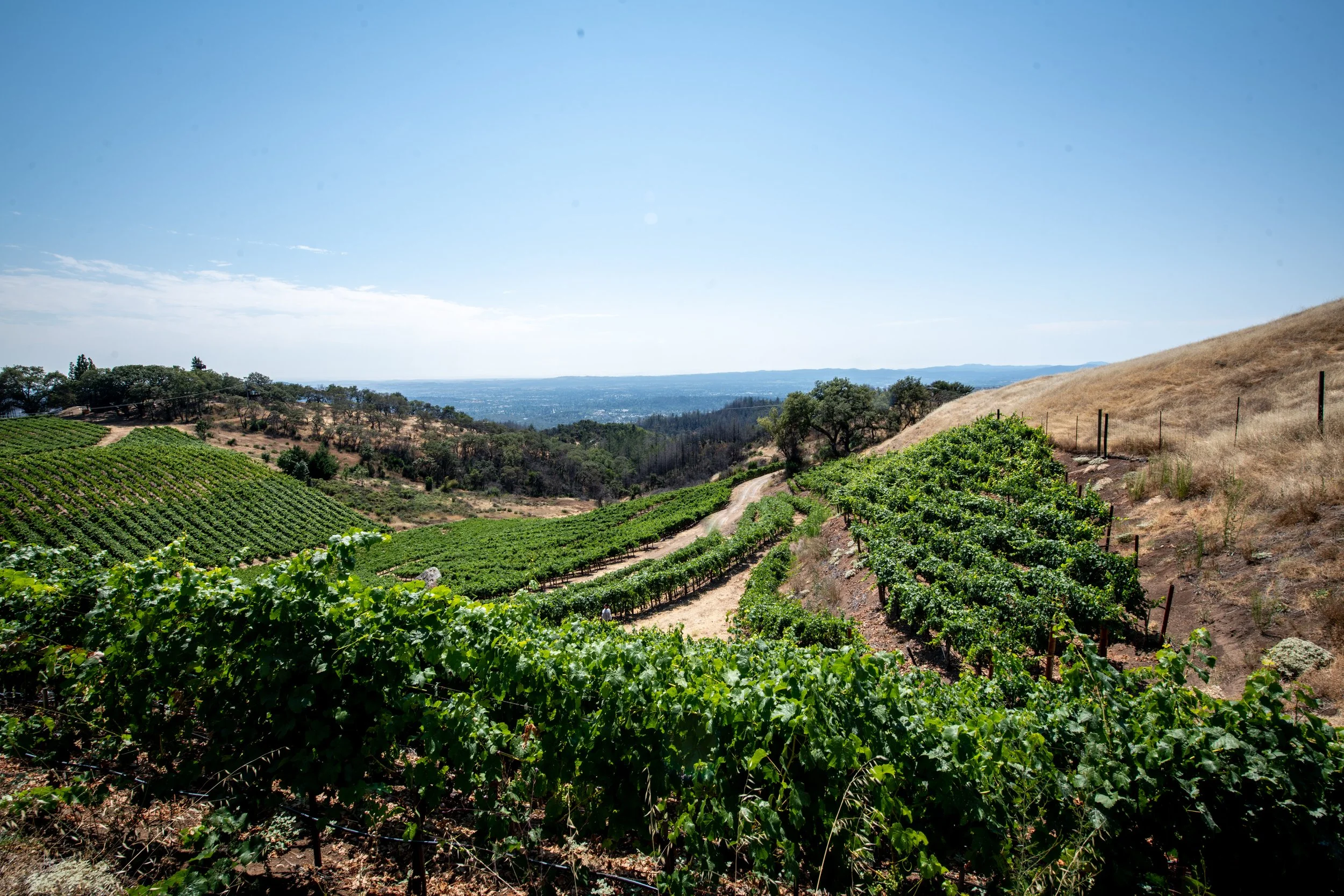 Oxlee Graham's Petit Verdot at McCoy Vineyard in the Fountaingrove District