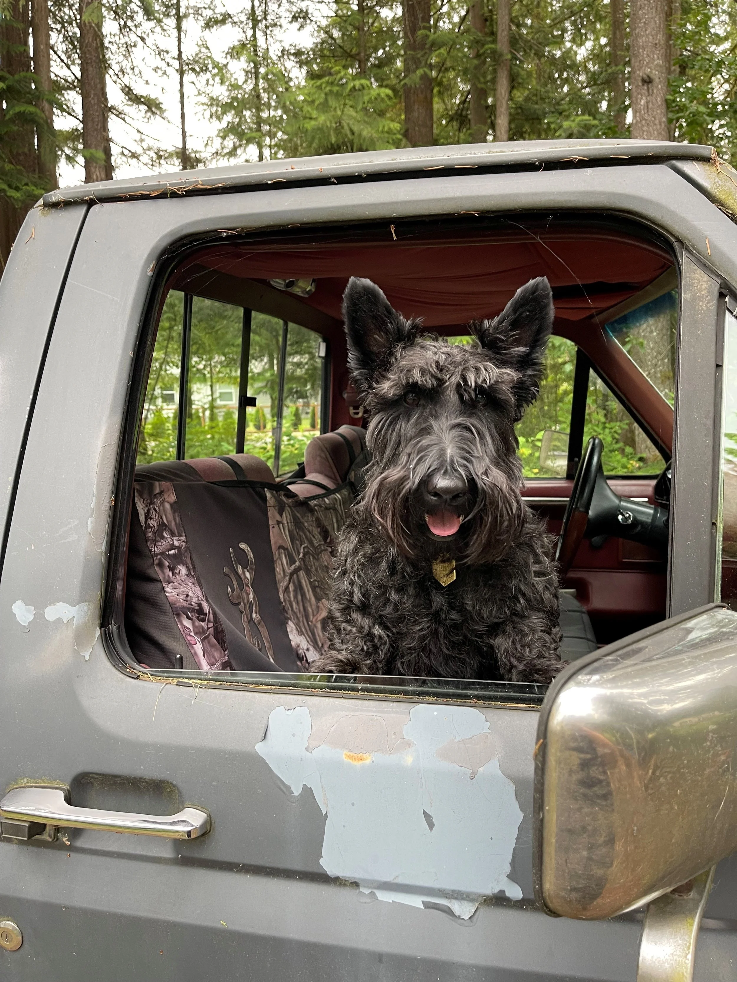 Oxley the wine dog in our winery truck