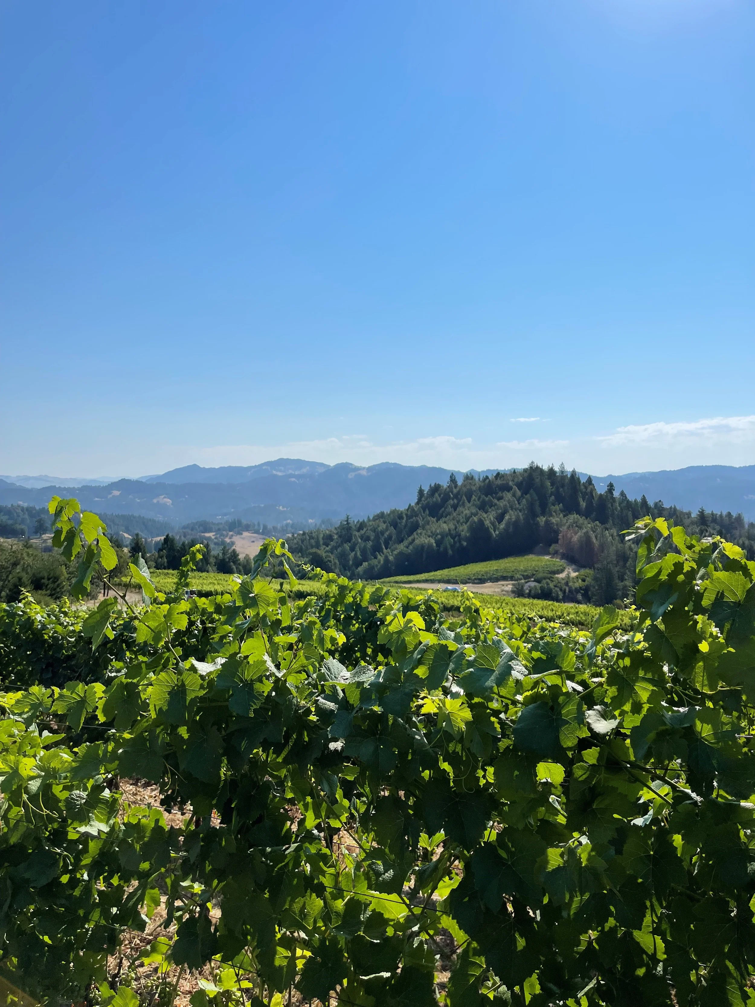 Oxlee Graham Pinot Noir block at Alder Springs Vineyard