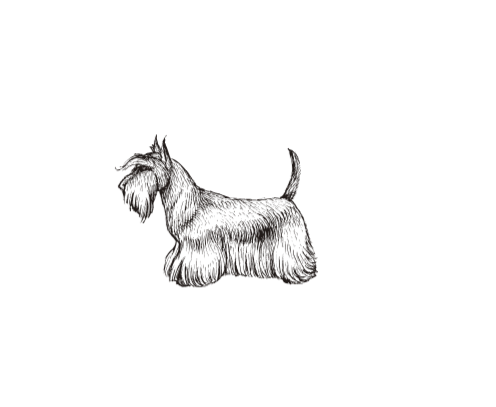 scottie dog sketch