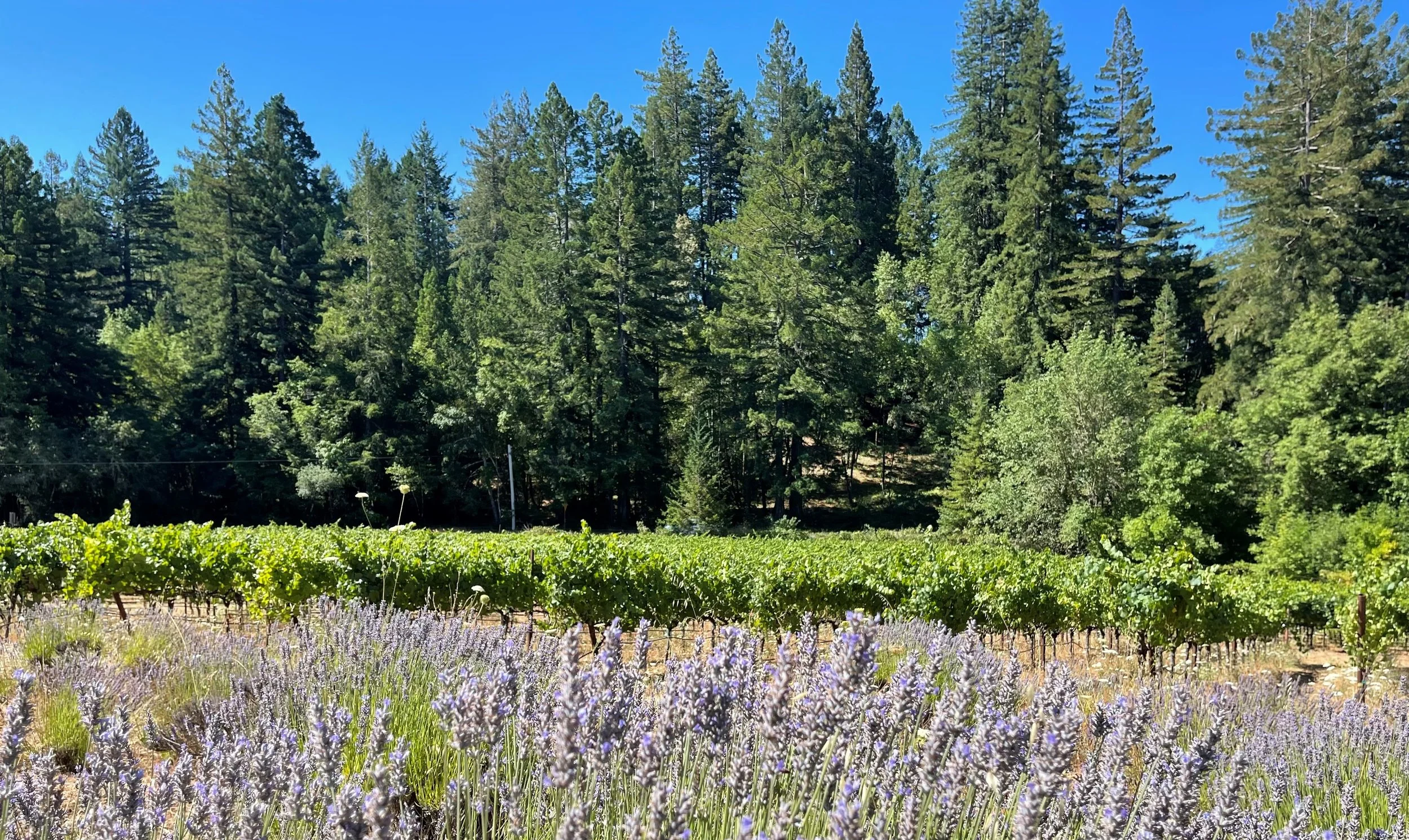 Oxlee Graham Pinot Noir at Tanuda Ridge Vineyard