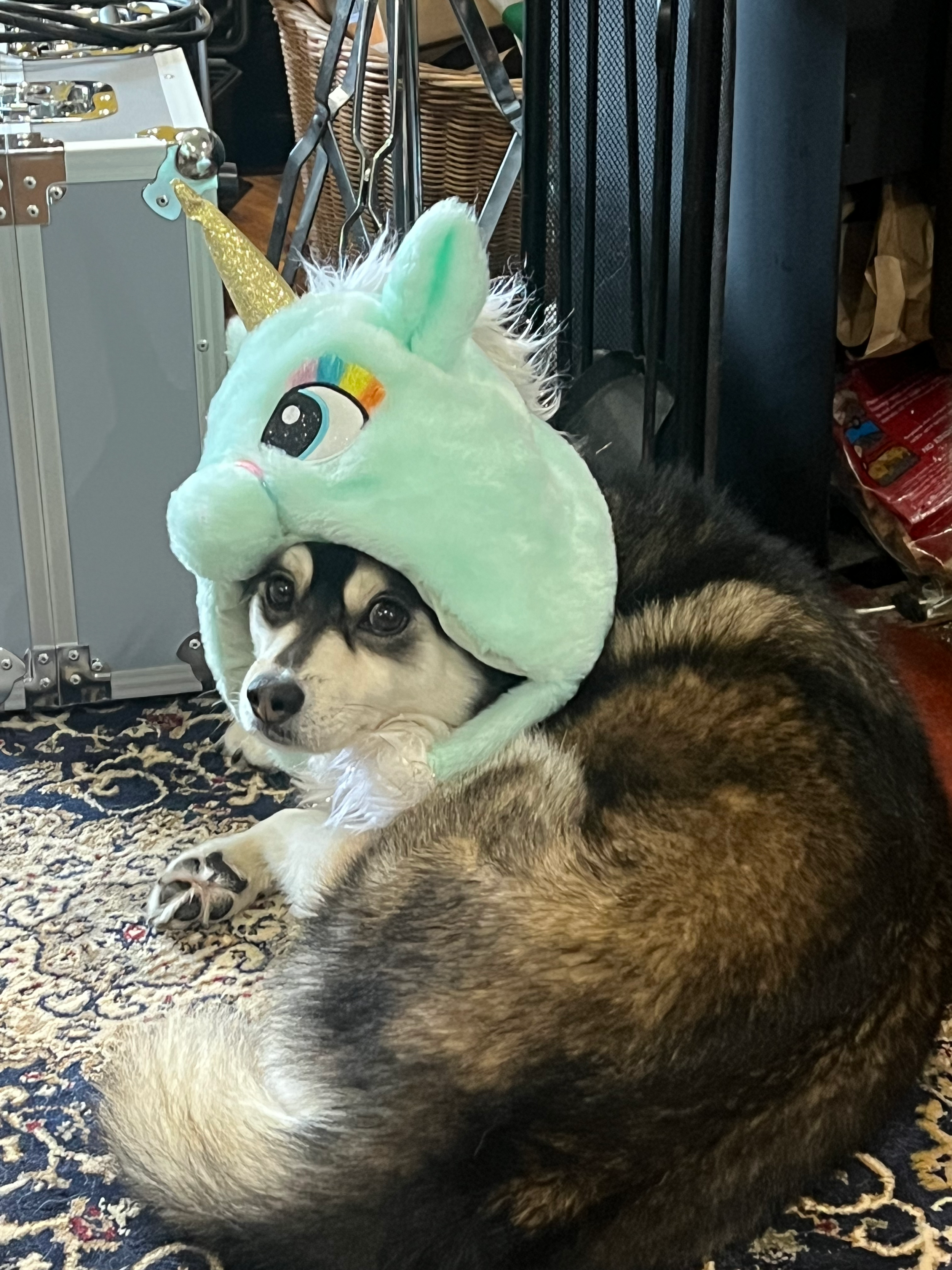 A dog is lying on a patterned rug, wearing a plush unicorn headpiece with a rainbow-colored horn and large cartoon eyes.