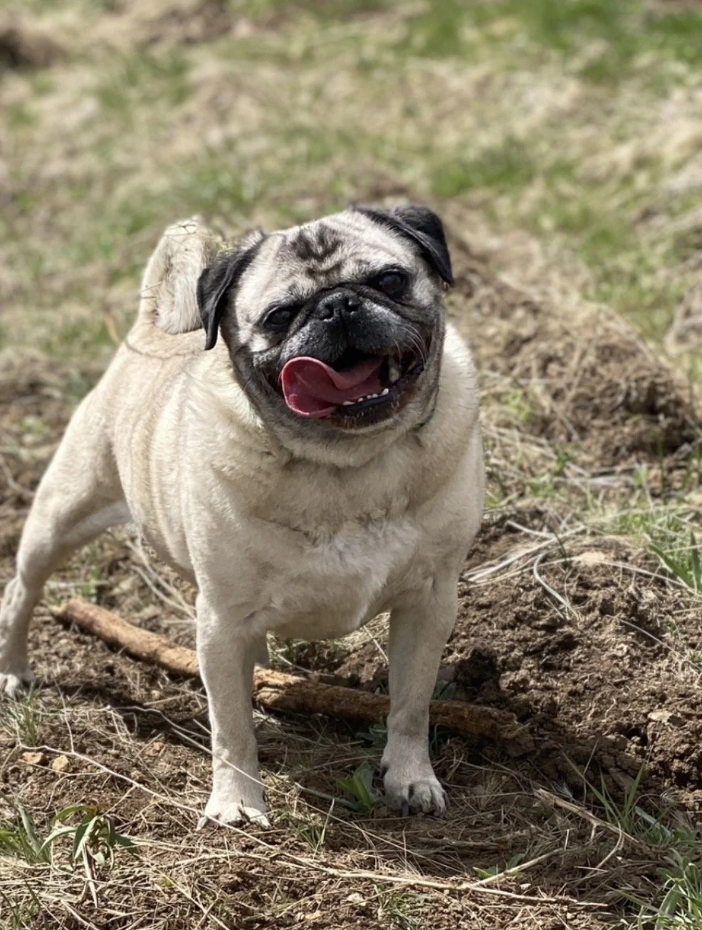 A happy pug dog standing outdoors on dirt and grass, with its tongue out and curly tail.