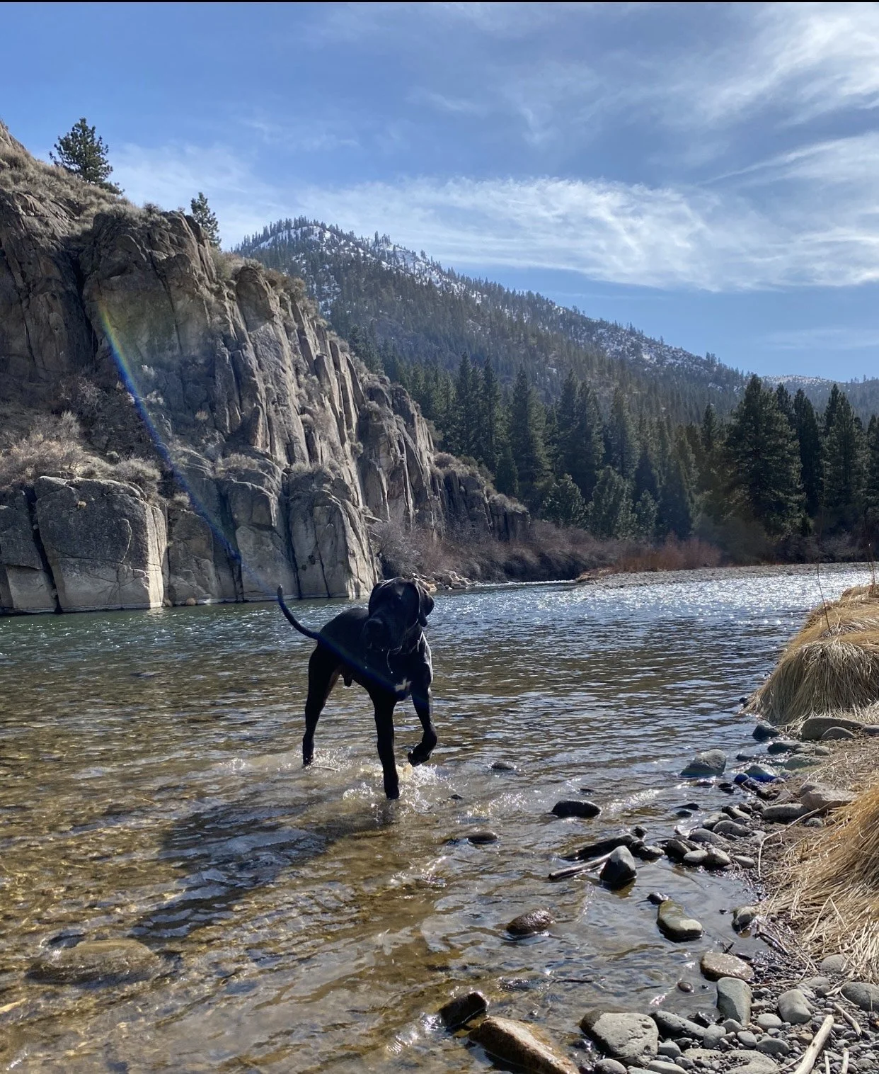 A black dog standing in a river, with mountains and trees in the background under a partly cloudy blue sky.