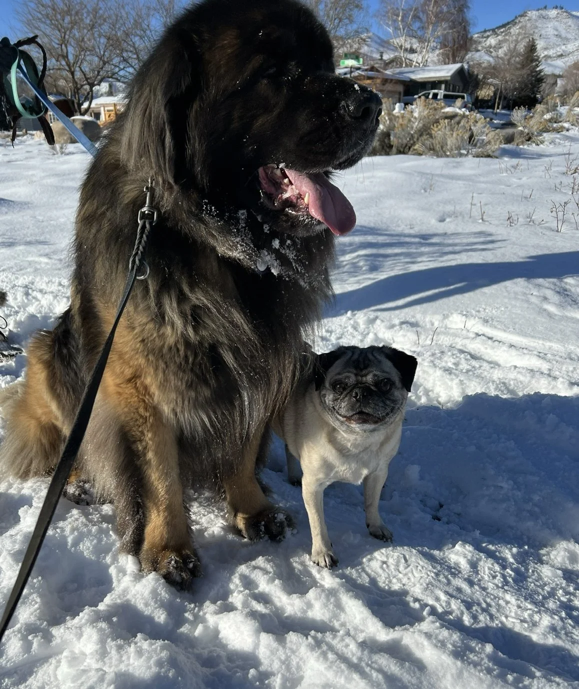 Two dogs, a large fluffy German Shepherd and a small Pug, sit together on snow with a snowy landscape and houses in the background on a sunny winter day.