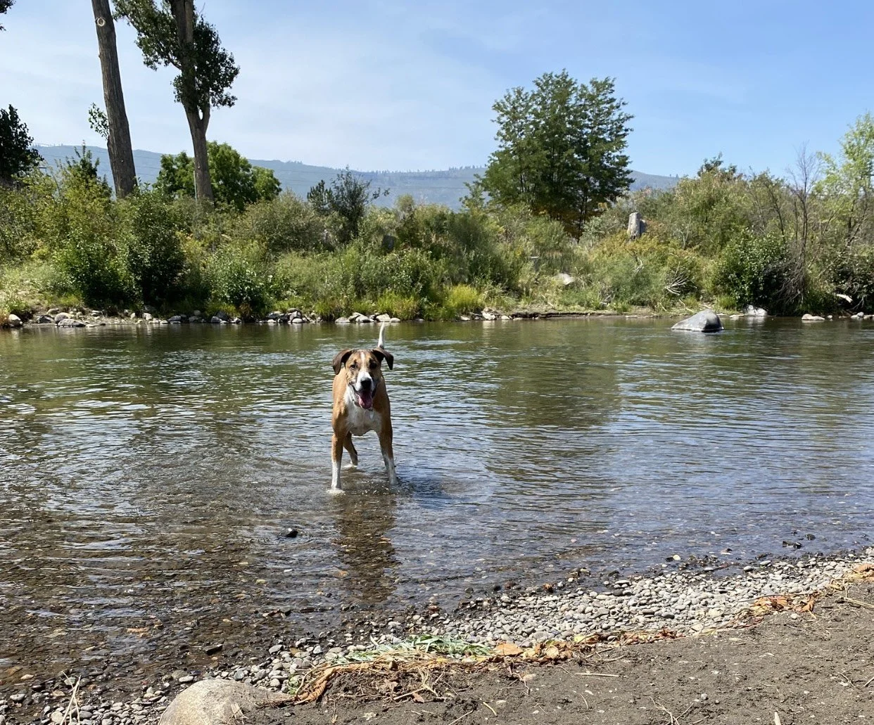 A happy dog standing in a shallow river near the shore on a sunny day, surrounded by green trees and distant mountains.