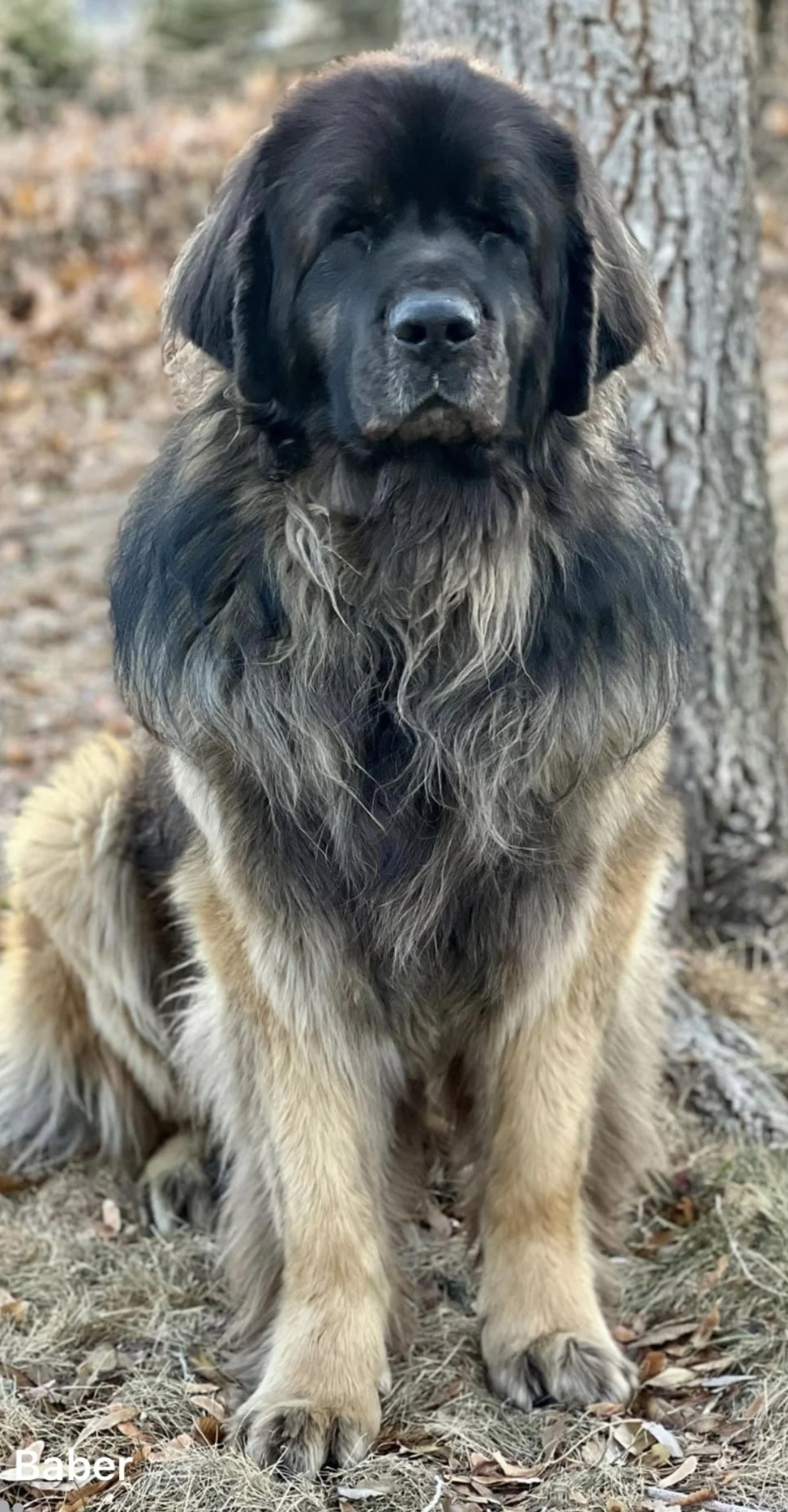 A large dog with a black and tan thick coat sitting outdoors near a tree.