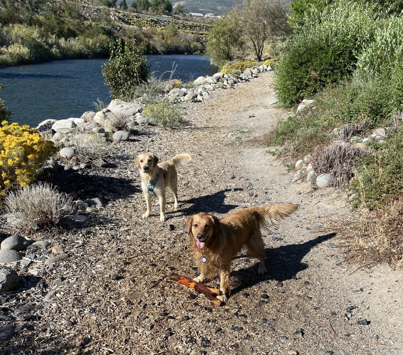 Two dogs on a dirt trail beside a river, with greenery and rocks on either side.