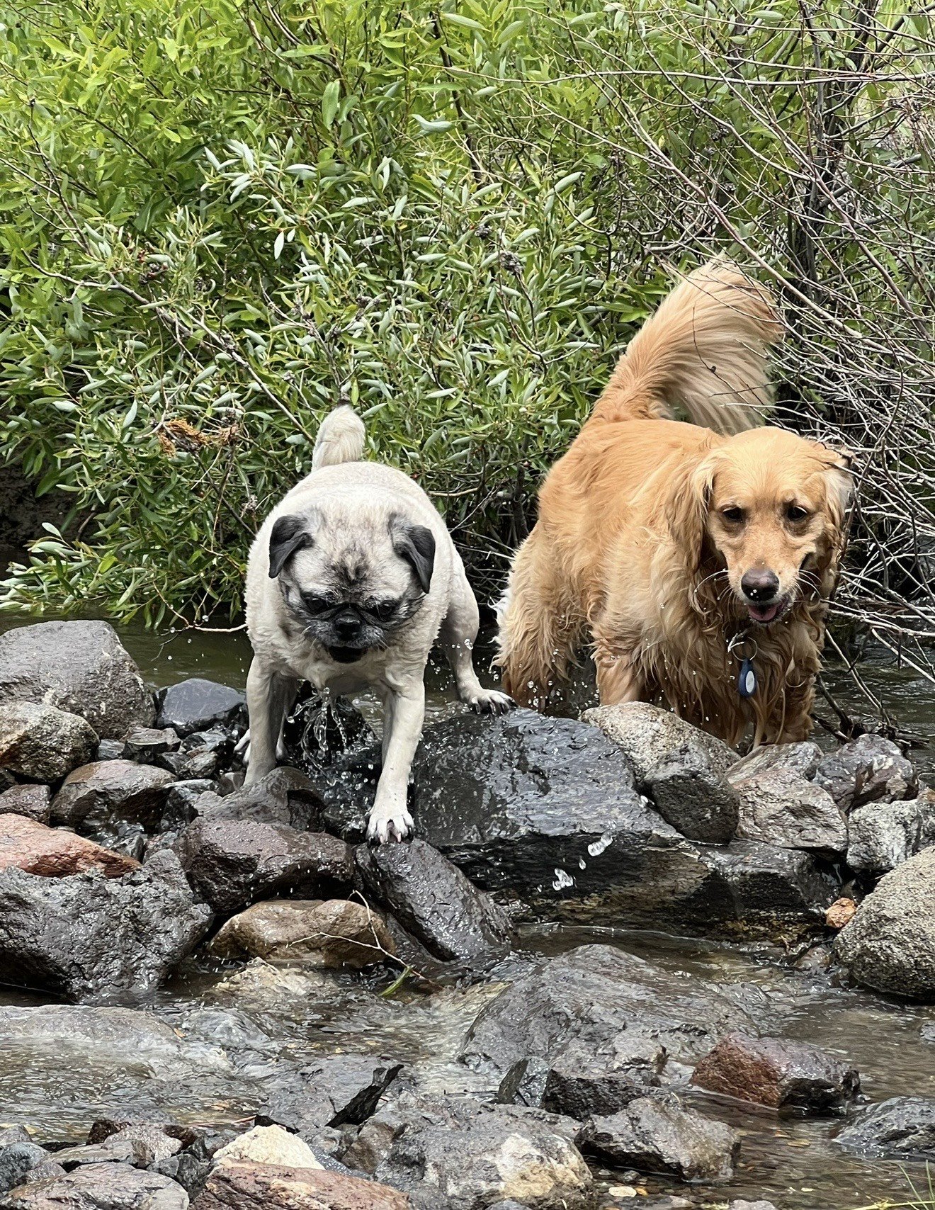 Two dogs, a pug and a golden retriever, standing on rocks in a stream surrounded by green foliage.