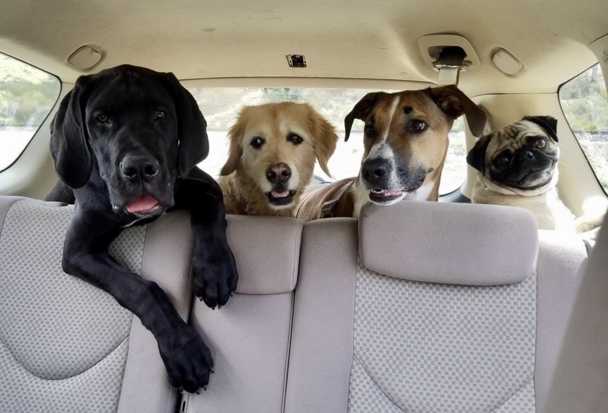 Four dogs sitting on the backseat of a car, looking over the seats towards the camera.