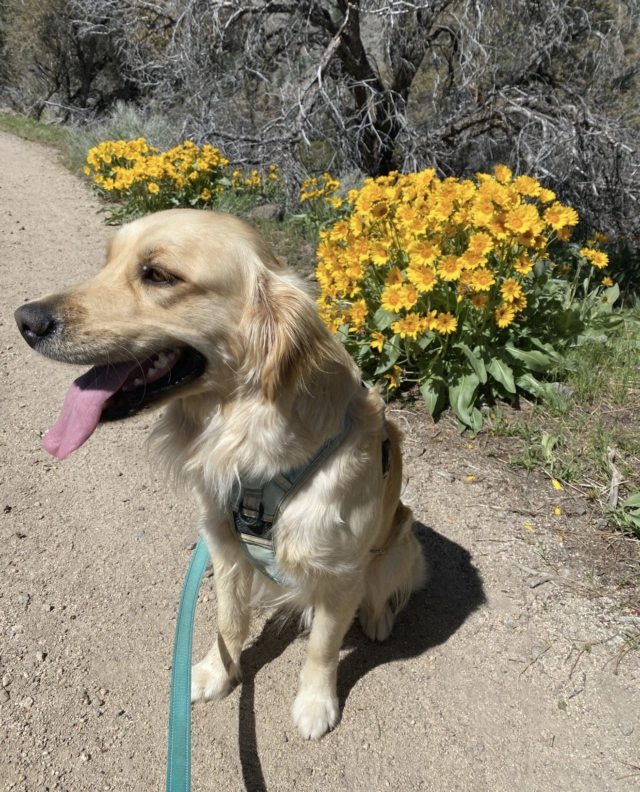 A golden retriever dog sitting on a dirt trail next to yellow flowers and a bush with dry branches.
