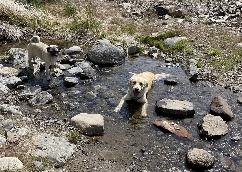 Two dogs wading and standing in a small mountain stream surrounded by rocks and dry grass.