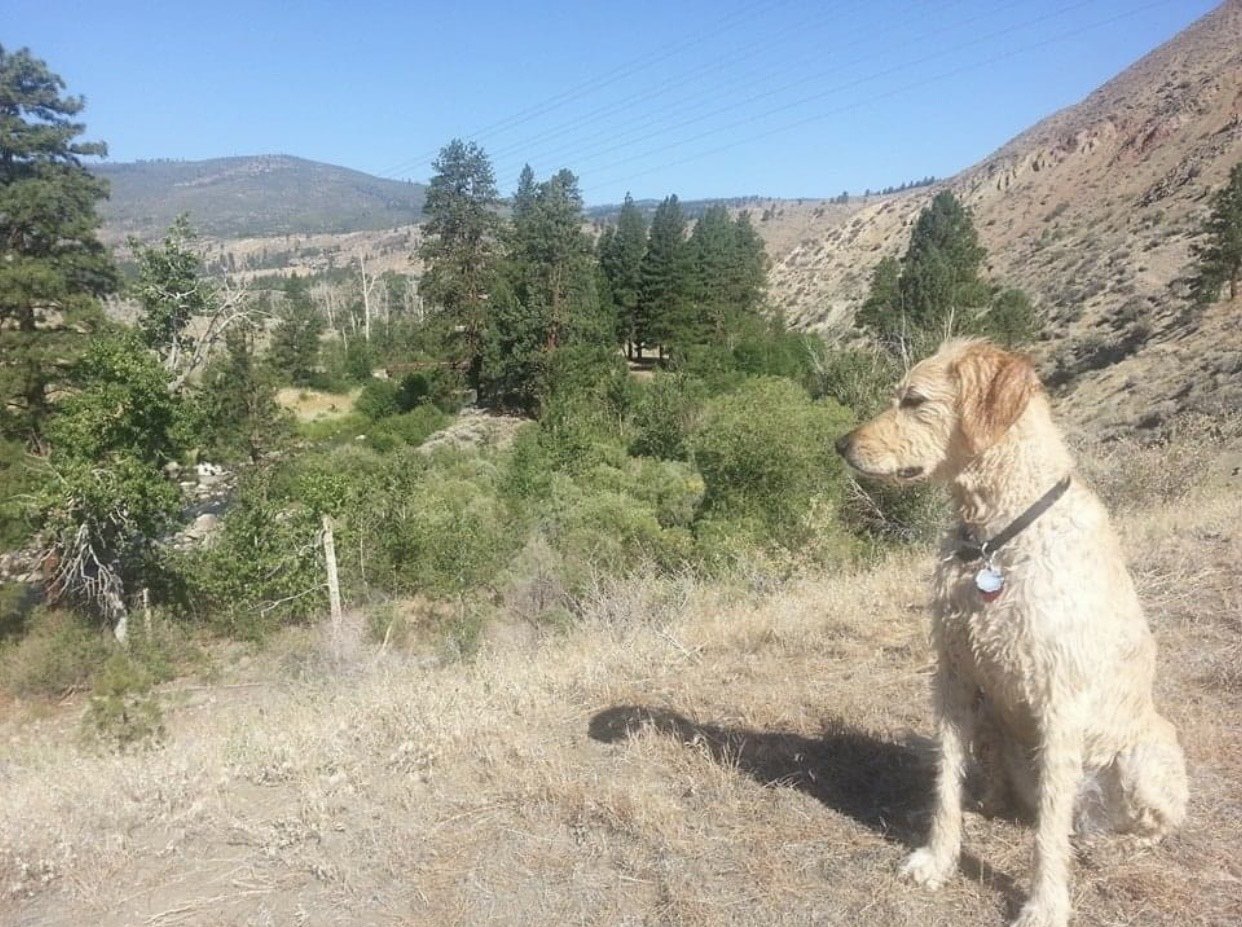 A golden-colored dog sitting on a dirt hill overlooking a landscape of trees and hills under a clear blue sky.