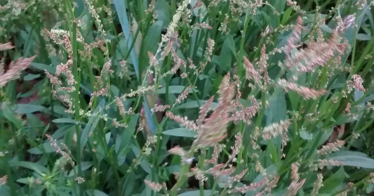 Weeds