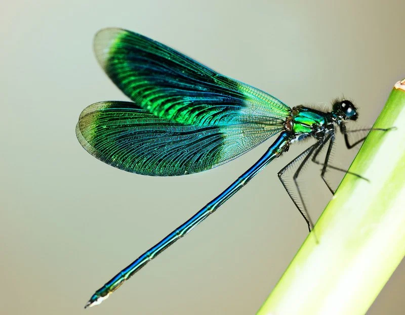 The Dragonfly