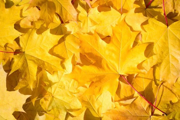 Yellow Leaf