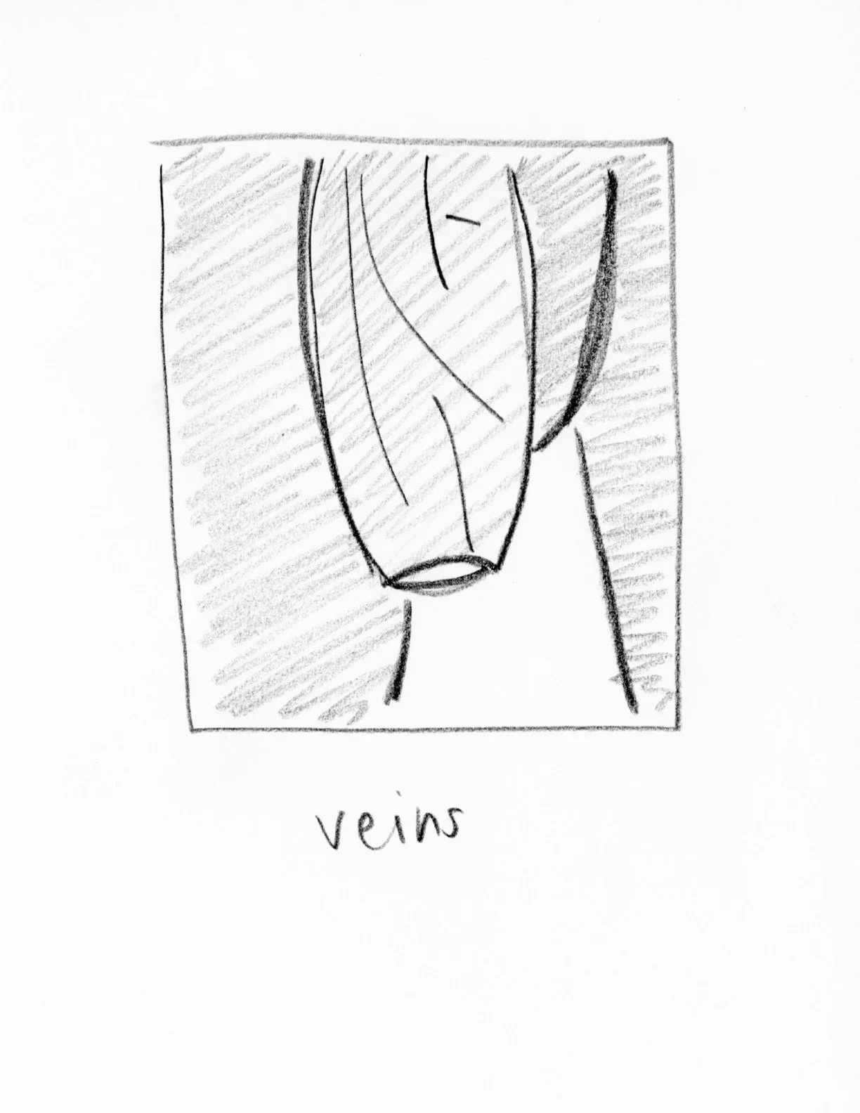 BrooklynPenisDrawings46.jpg