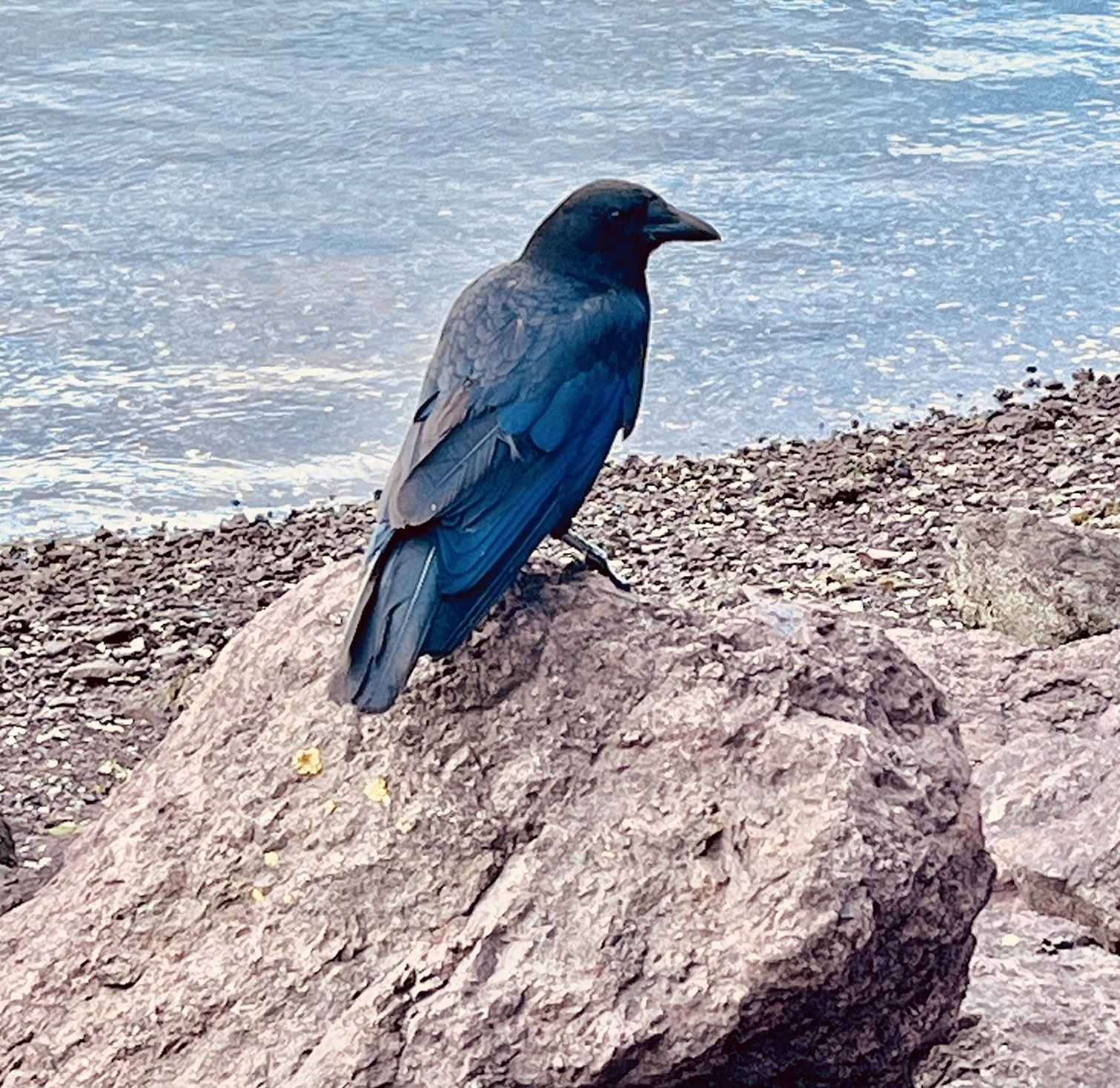 Where Are All the Baby Crows?