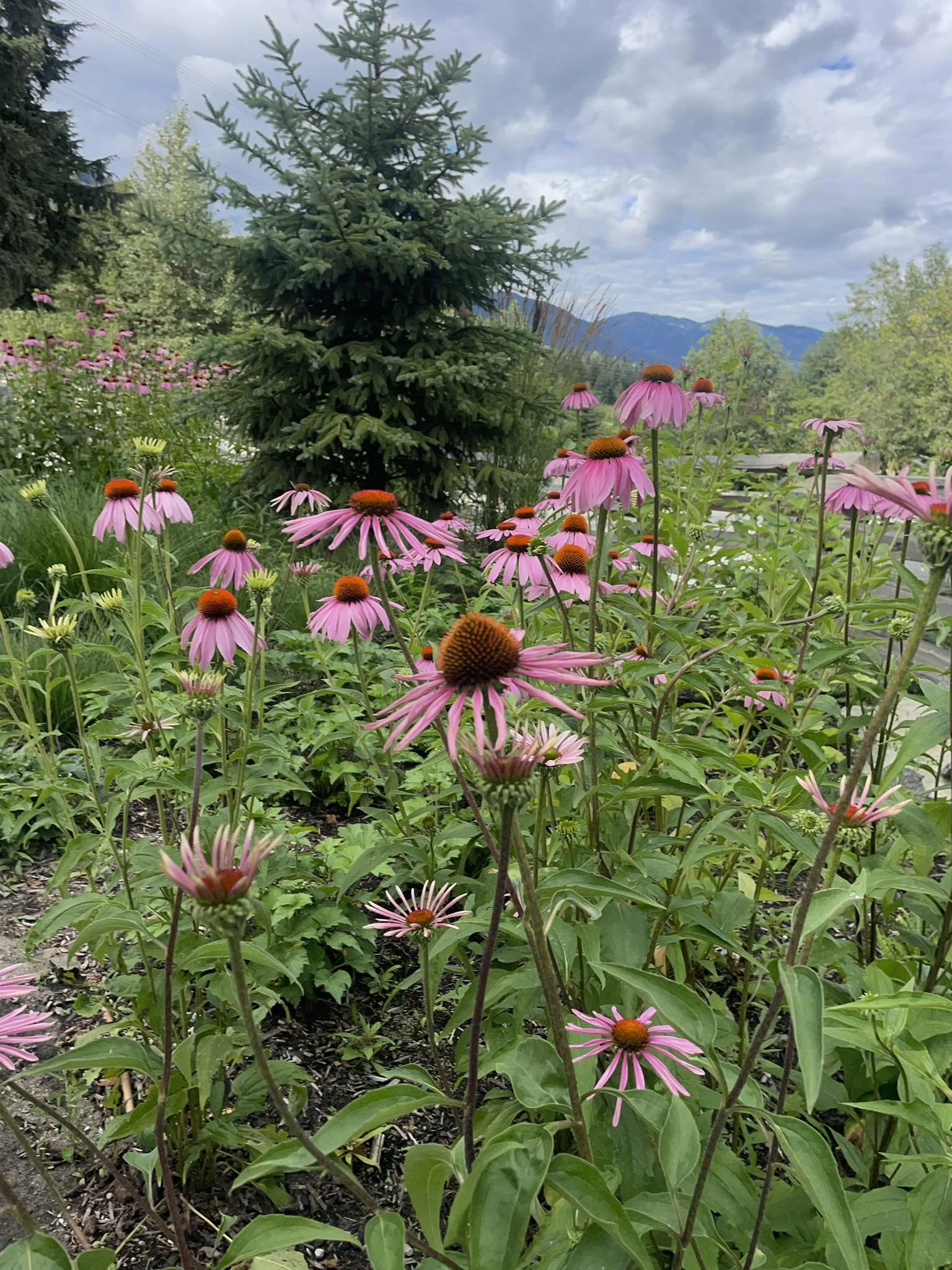 Psychotherapy Session (50-53 min)