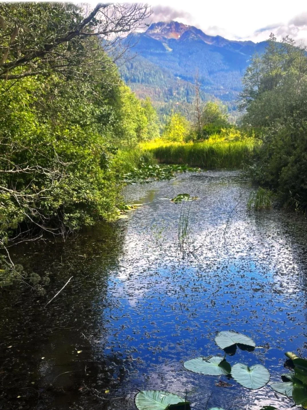 A serene stream flowing through lush green vegetation with a mountain range in the background under a partly cloudy sky.