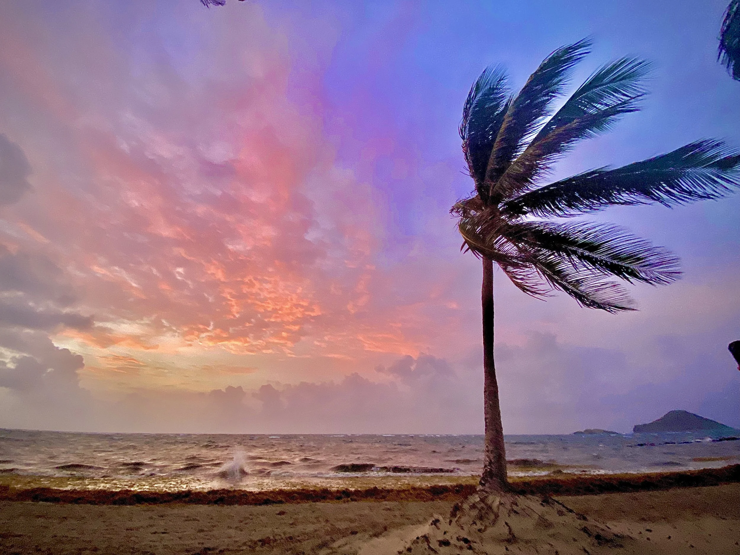 beautiful sunset on ocean with palm tree