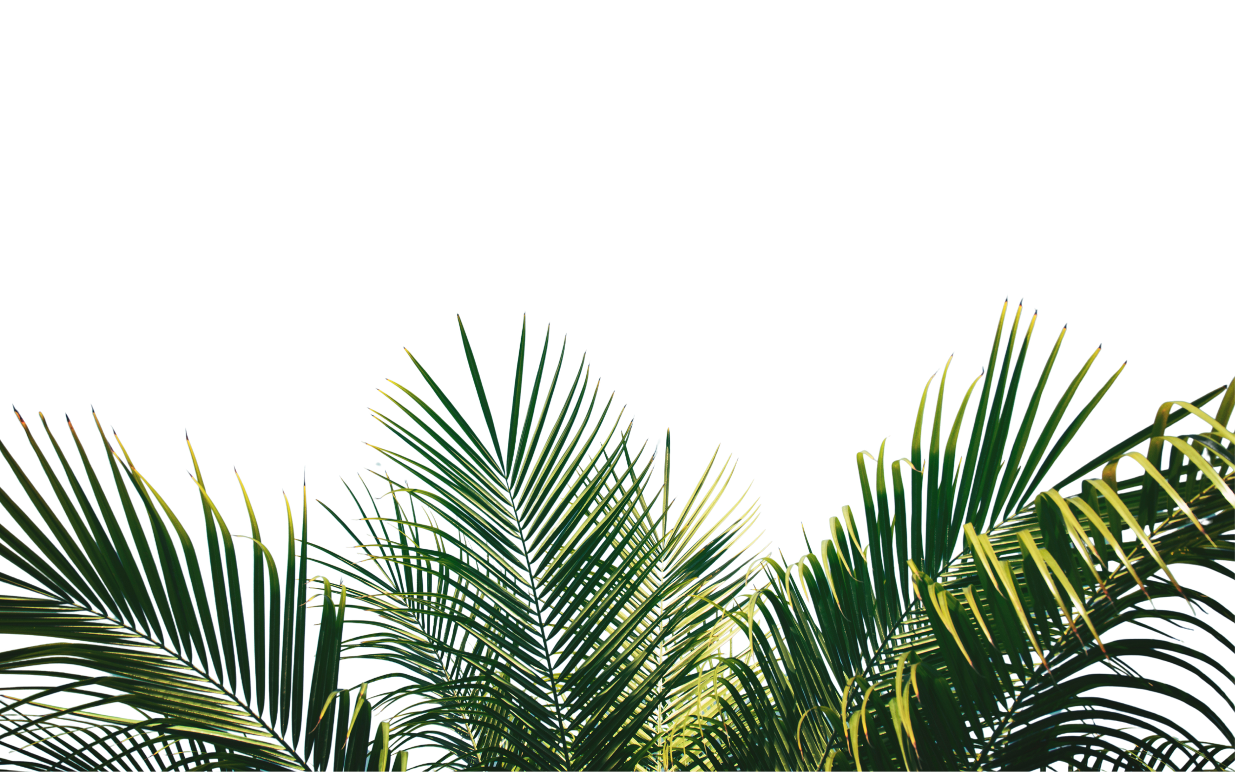 Close-up of lush green palm leaves against a black background.