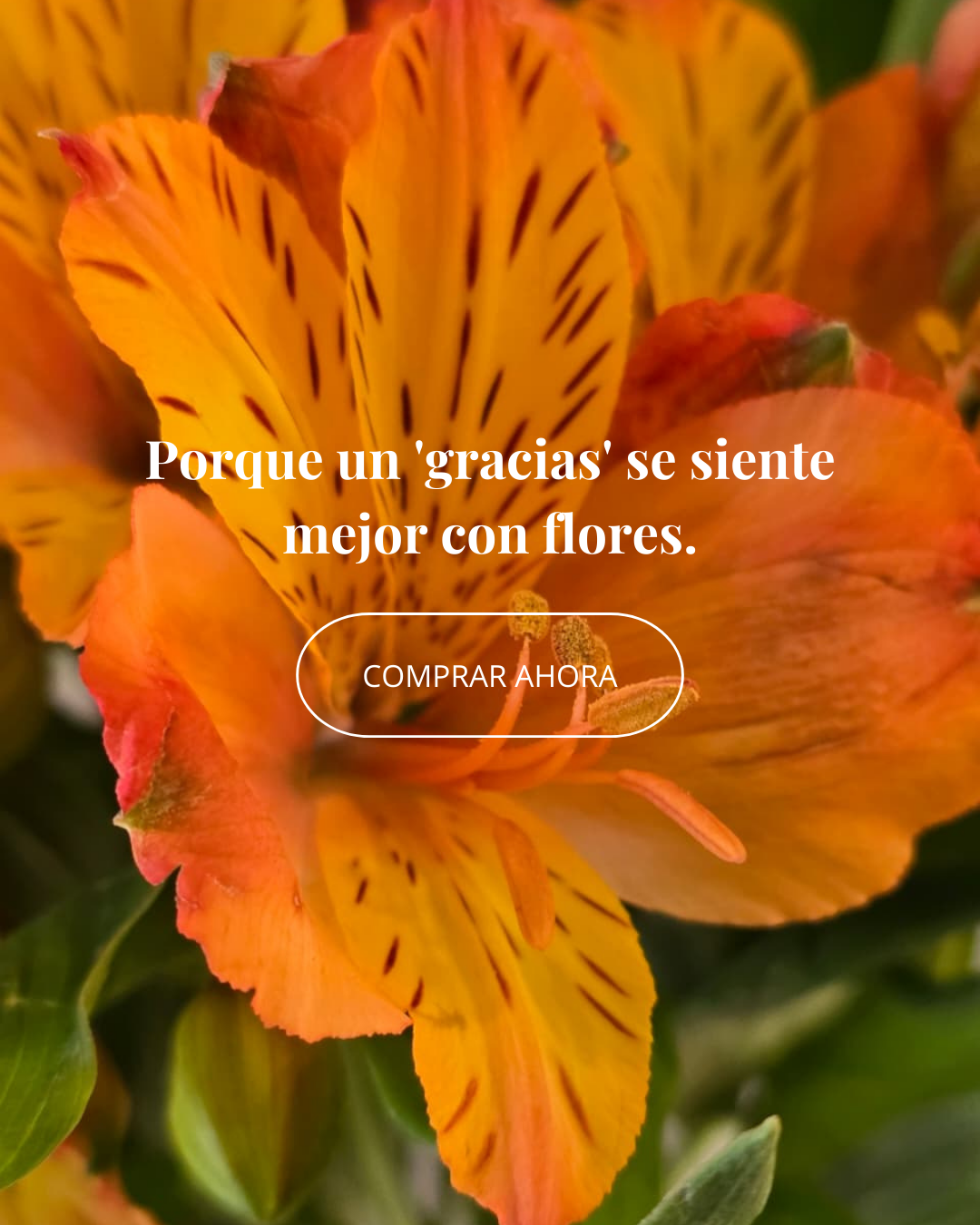 COMPRAR AHORA (4).png