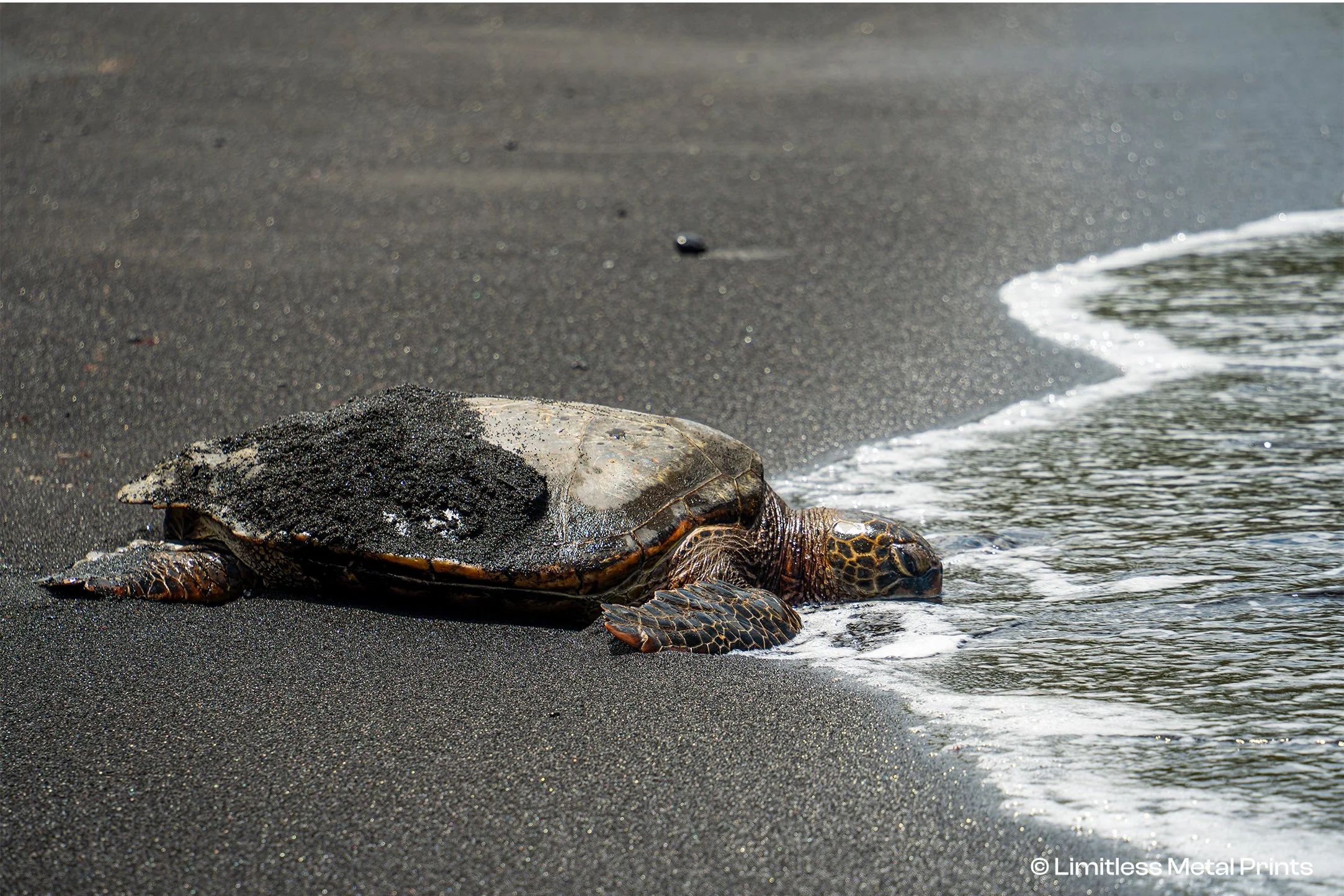 Resting_Honu_EXPORT_COPYRIGHT.jpg