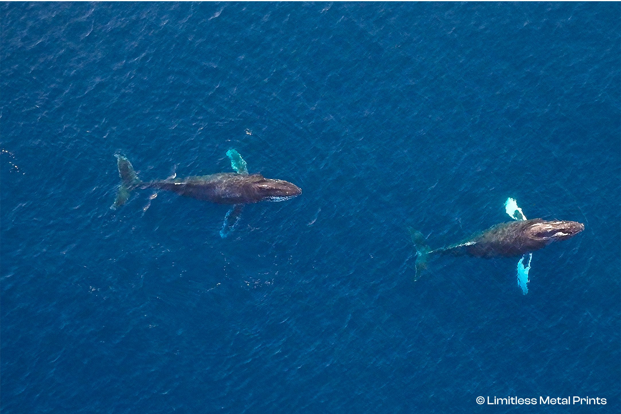 Captured by drone over the blue waters of Maui, this aerial photograph shows two humpback whales swimming just beneath the ocean’s surface. Sunlit fins glow turquoise against the deep Pacific blue, creating a rare and peaceful moment. Printed on meta