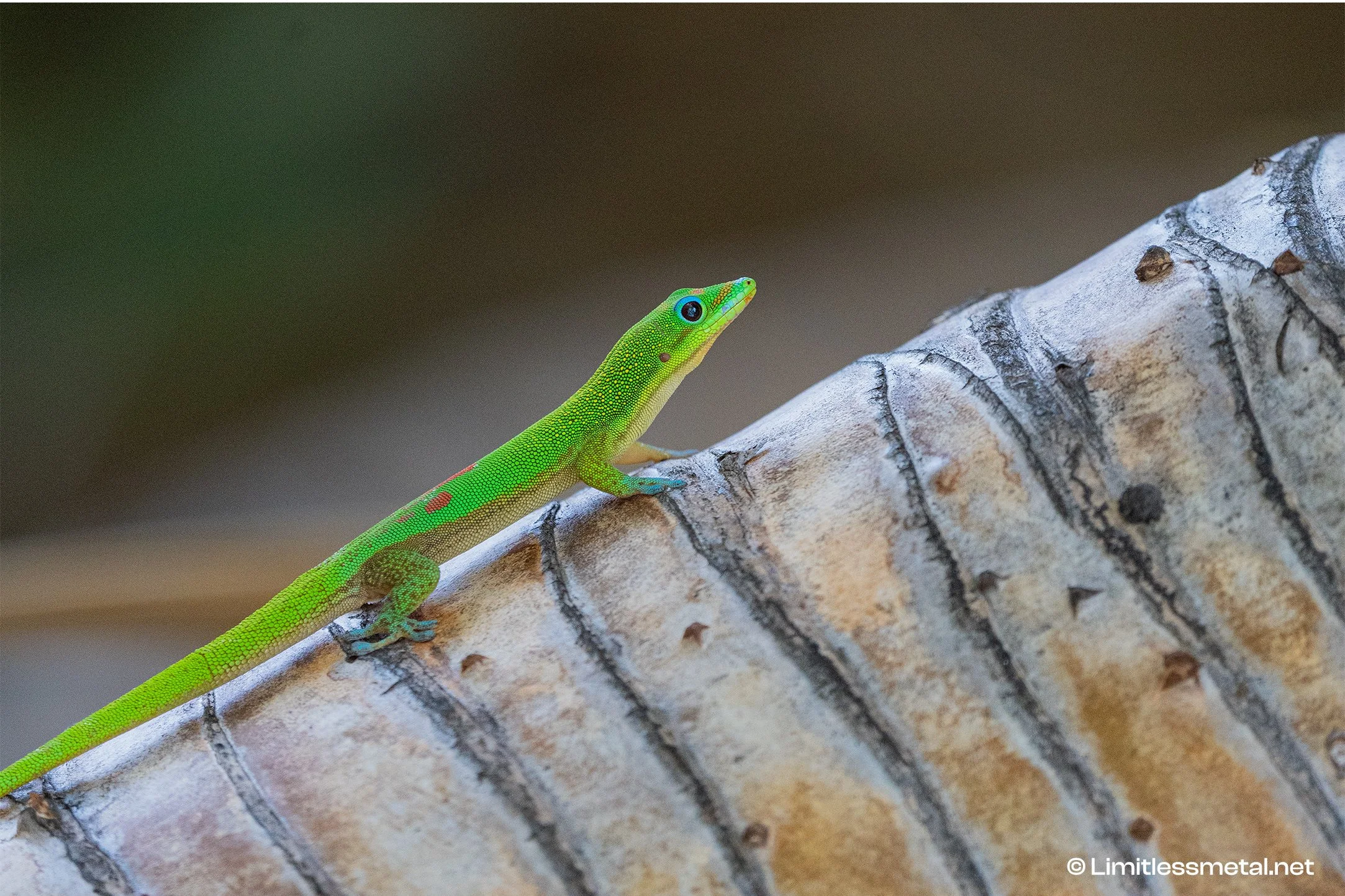 Hawaiian Gecko