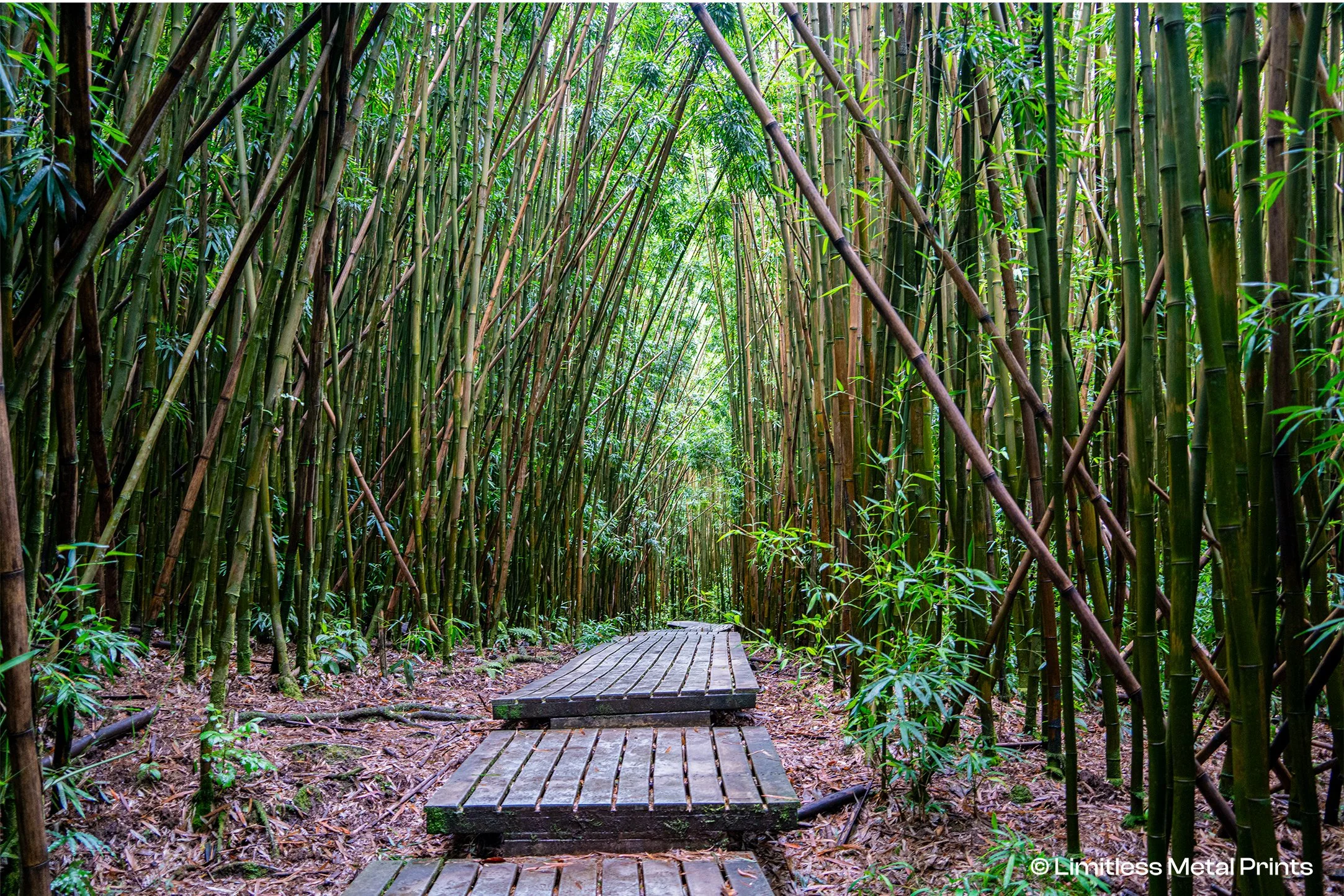 Bamboo Forest