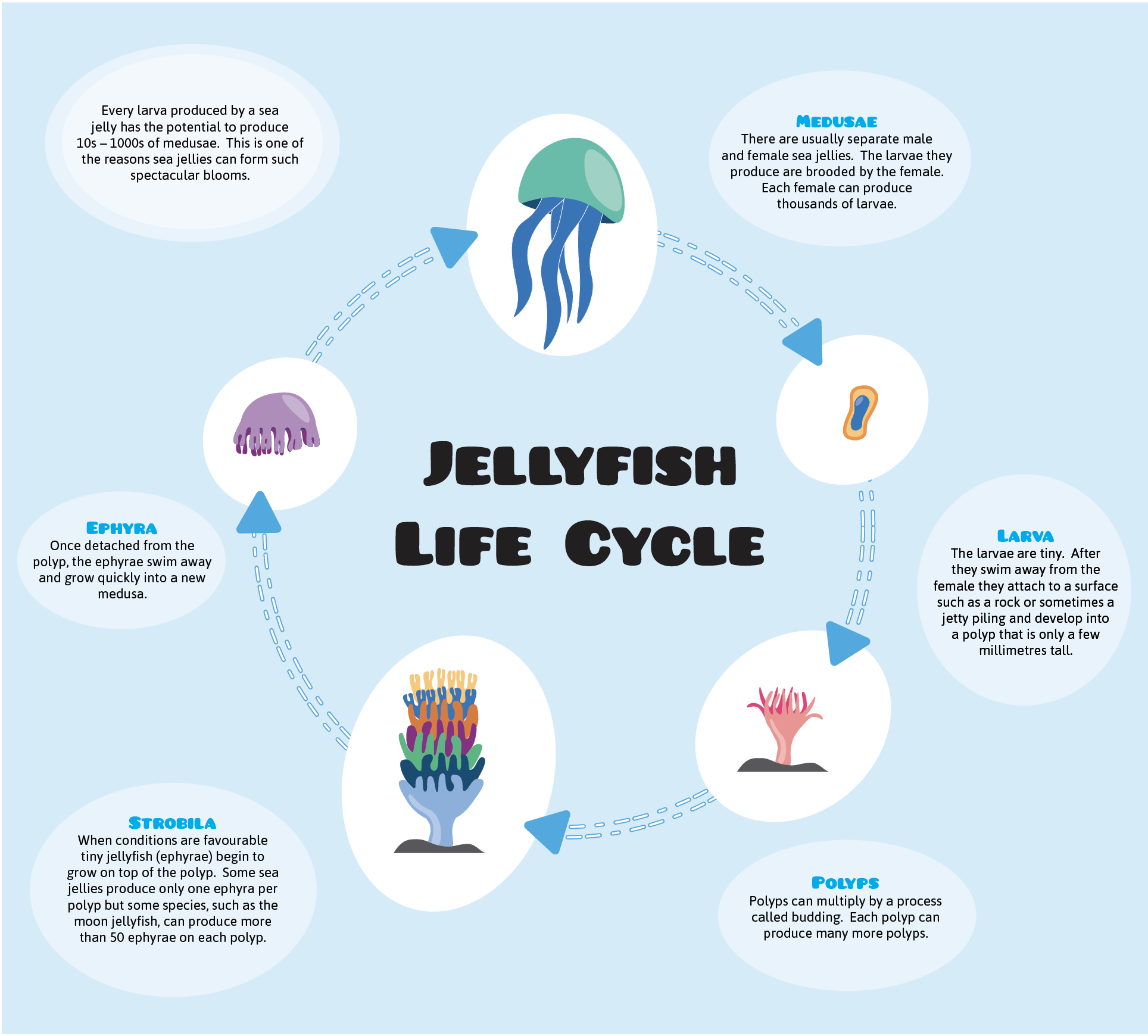 Jellyfish life cycle - Seaworld