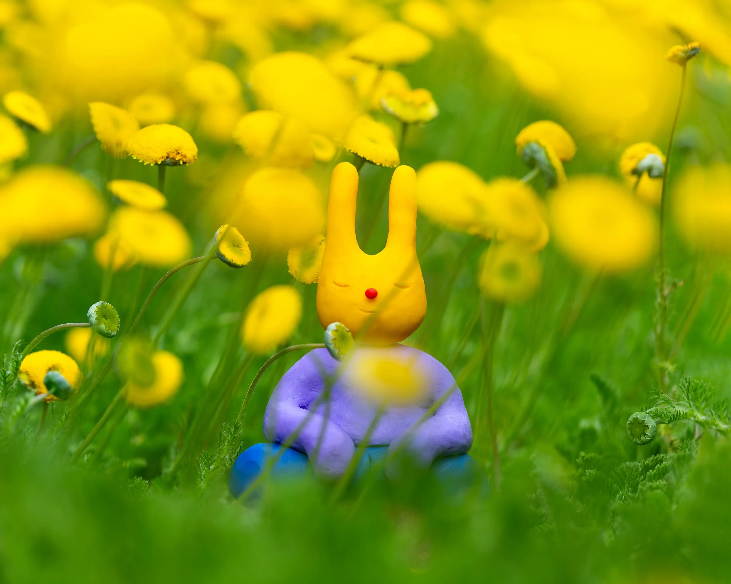 A Pit Pat surrounded by yellow flowers.