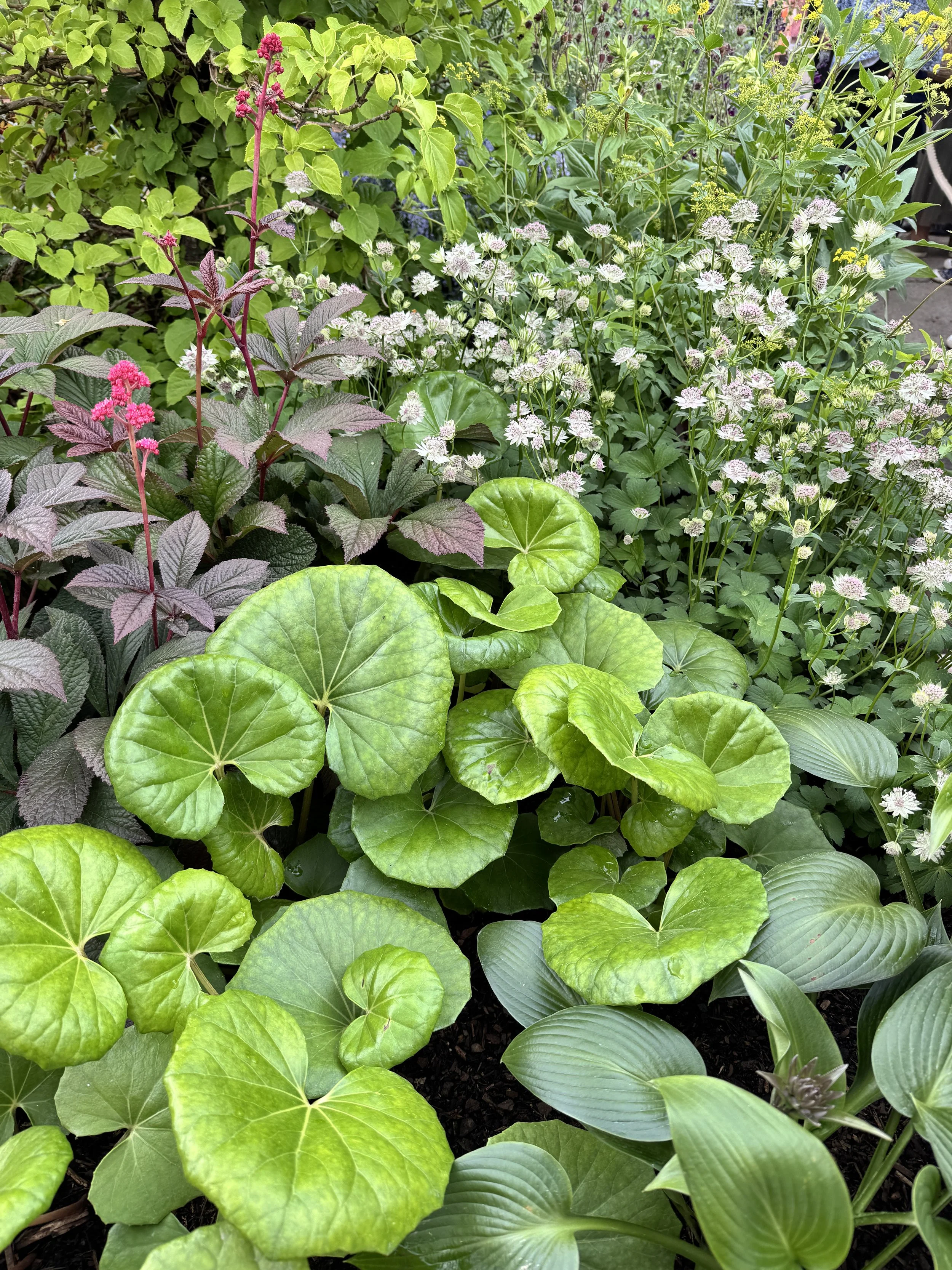 Textural shade garden planting with bold foliage and delicate blooms representing contemporary landscape design style
