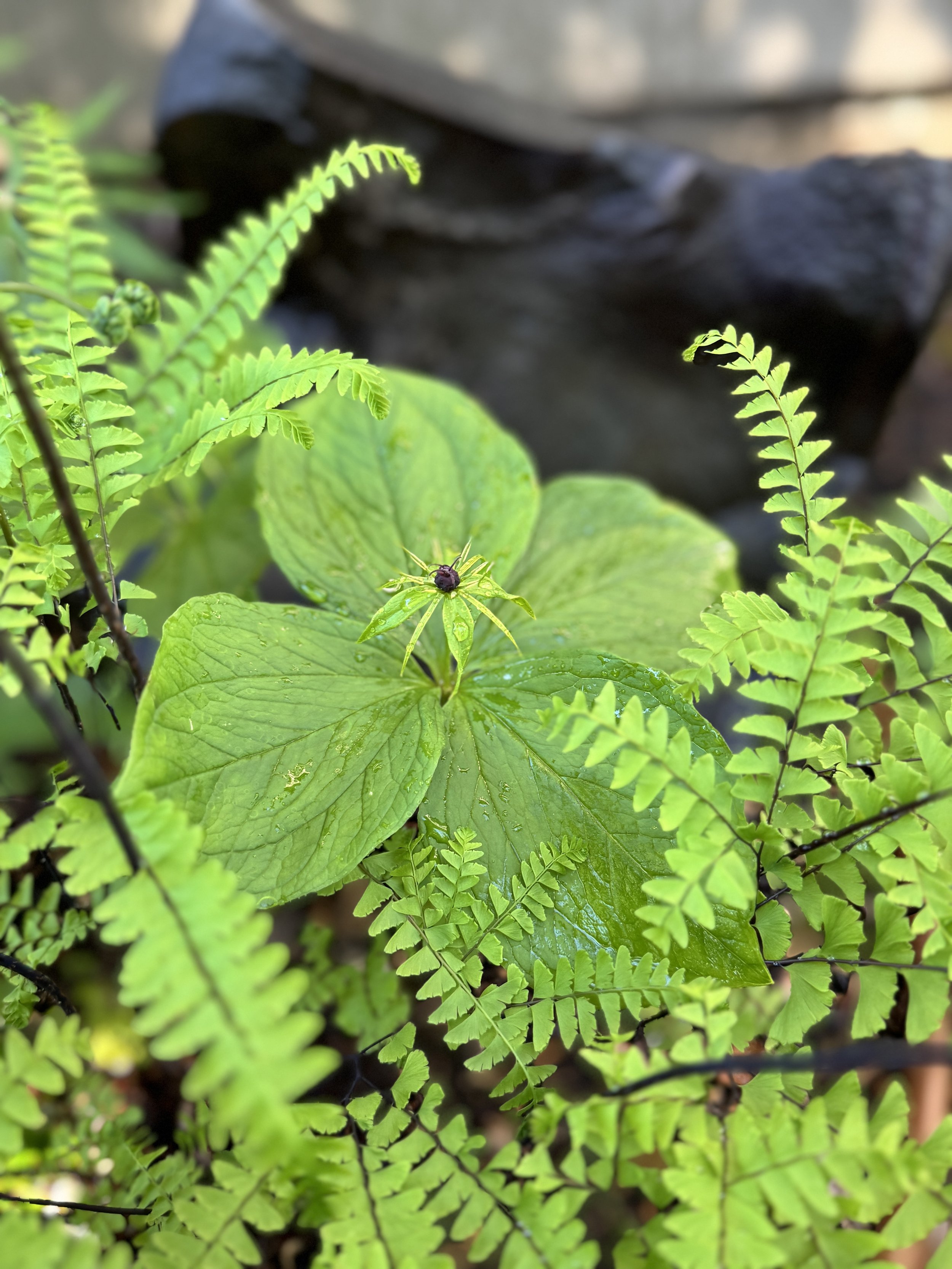 Woodland garden planting combining native ferns with Paris quadrifolia demonstrating textural design