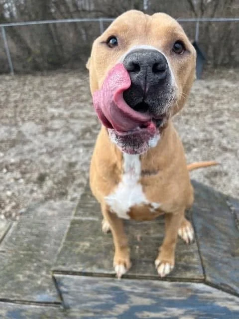 A playful brown and white dog with a pink tongue licking its nose, standing outdoors on a wooden deck.