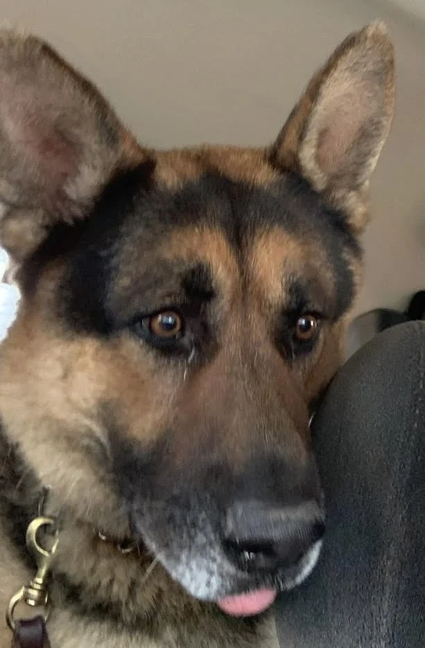 Close-up of a dog's face, possibly a German Shepherd mix, with large ears and a tan and black coat, looking to the side with its tongue slightly sticking out.