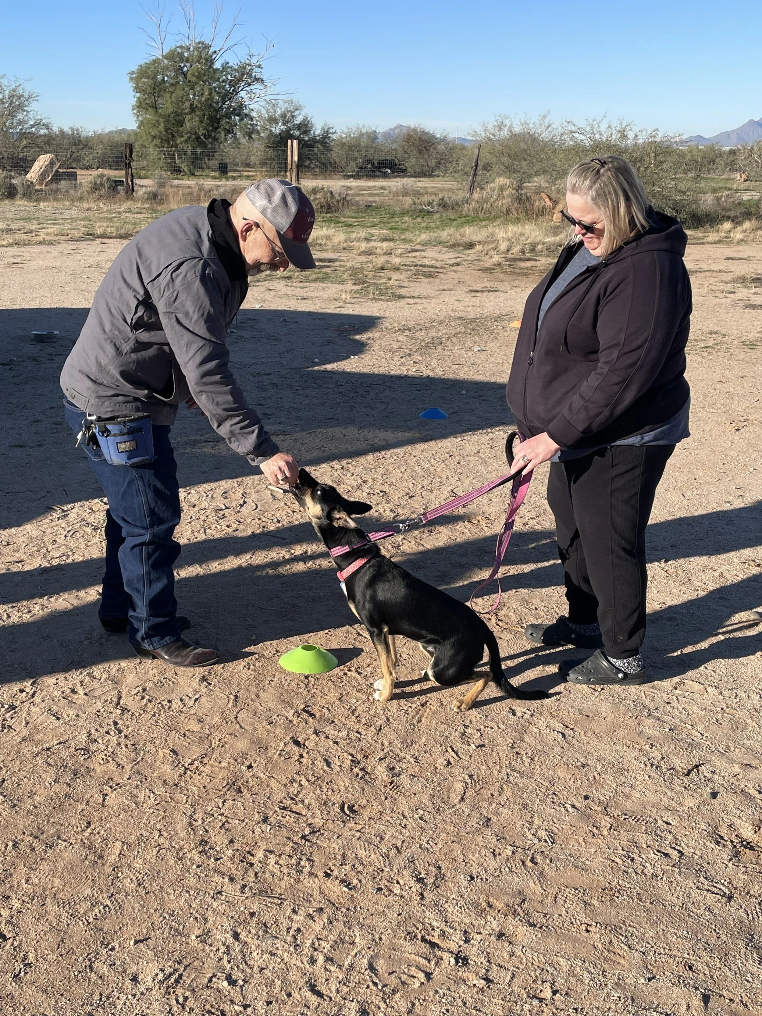 A man and woman training a dog outdoors on a sunny day. The woman holds the dog’s leash, and the man is feeding the dog. The dog is sitting and wearing a pink collar, with a green agility cone on the ground nearby.