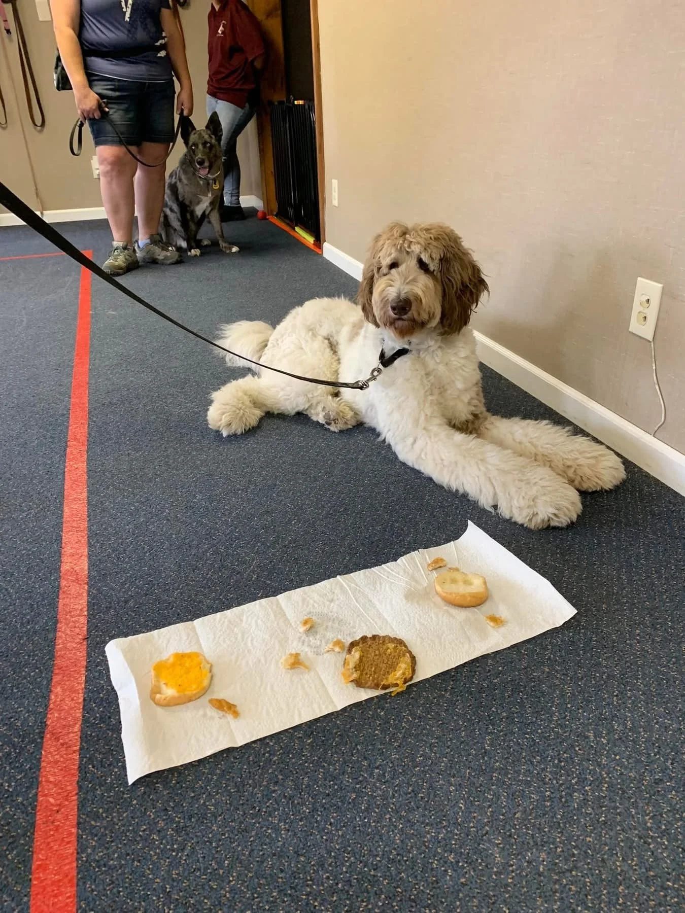 A large fluffy dog with curly fur and a black collar, lying on the floor next to a white paper towel with discarded pieces of snack food including a small piece of bread topped with cheese and a larger piece of meatloaf. In the background, two people are standing with their dogs in an indoor room with beige walls and a gray carpeted floor. One person is holding the leash of a medium-sized, black and gray dog sitting near the wall.